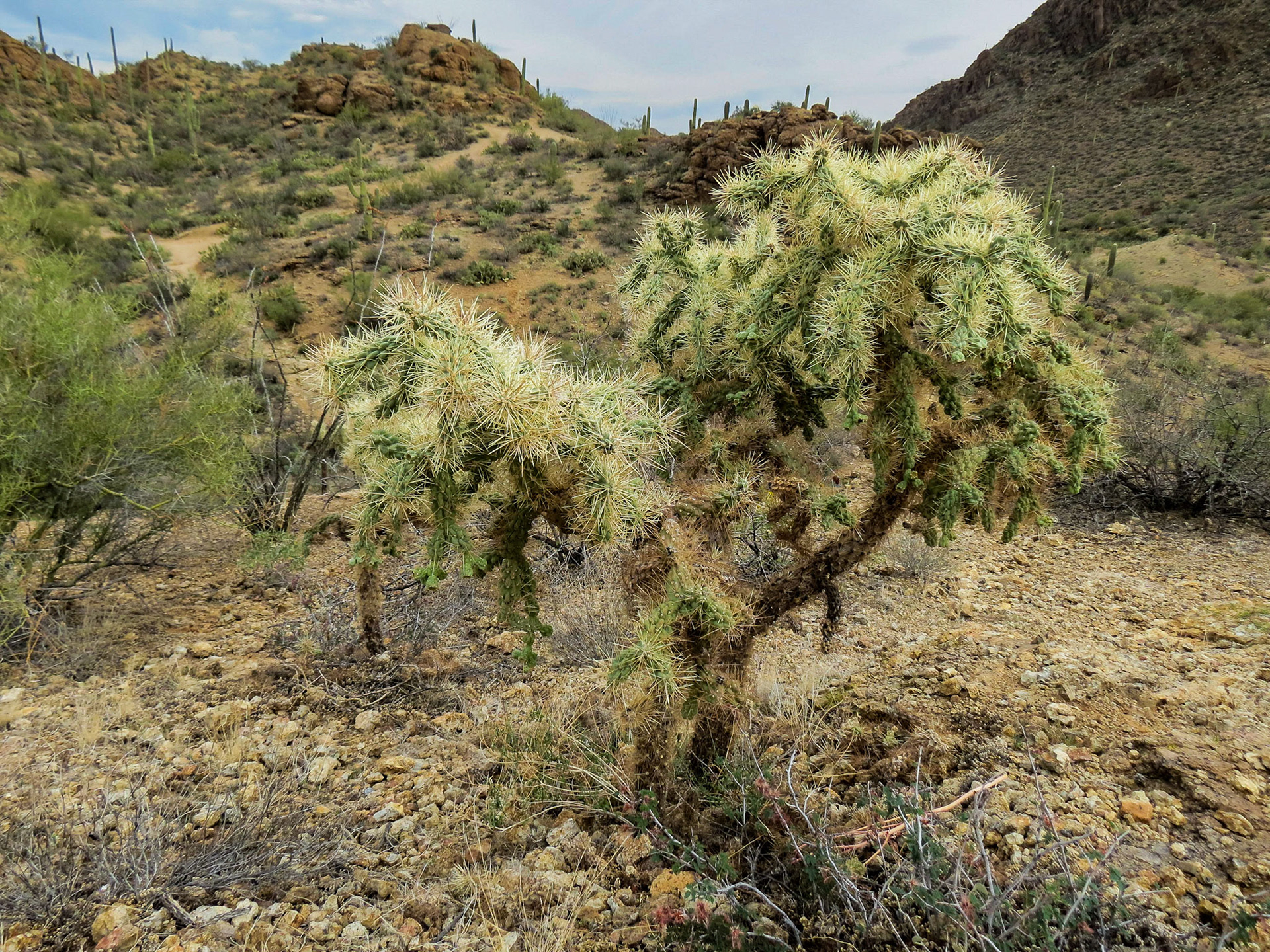 Cane cholla cactus