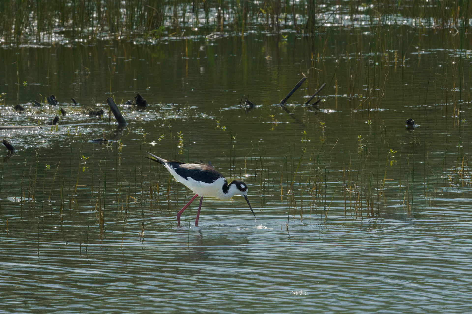 Black Necked Stilt