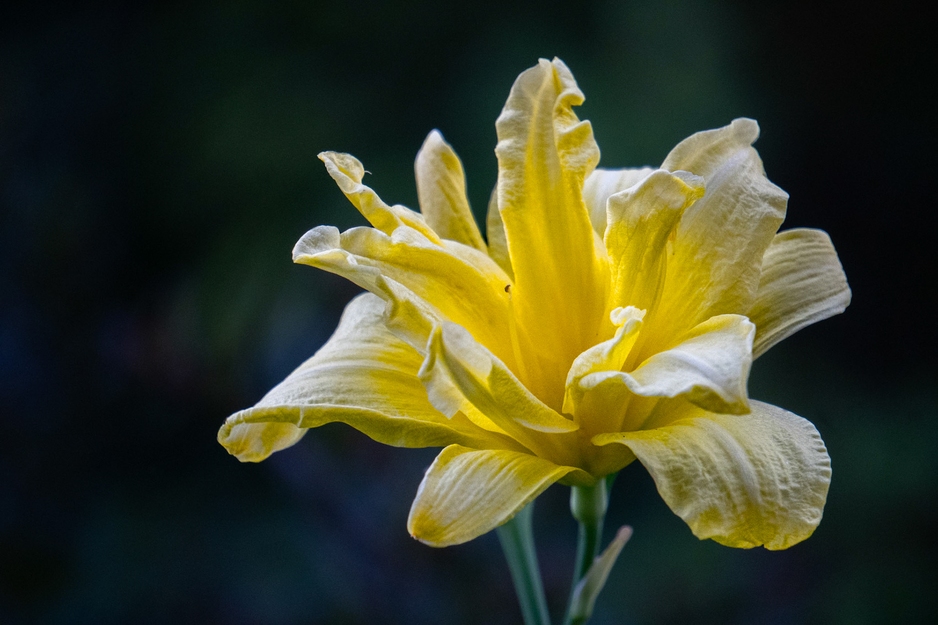 Lily