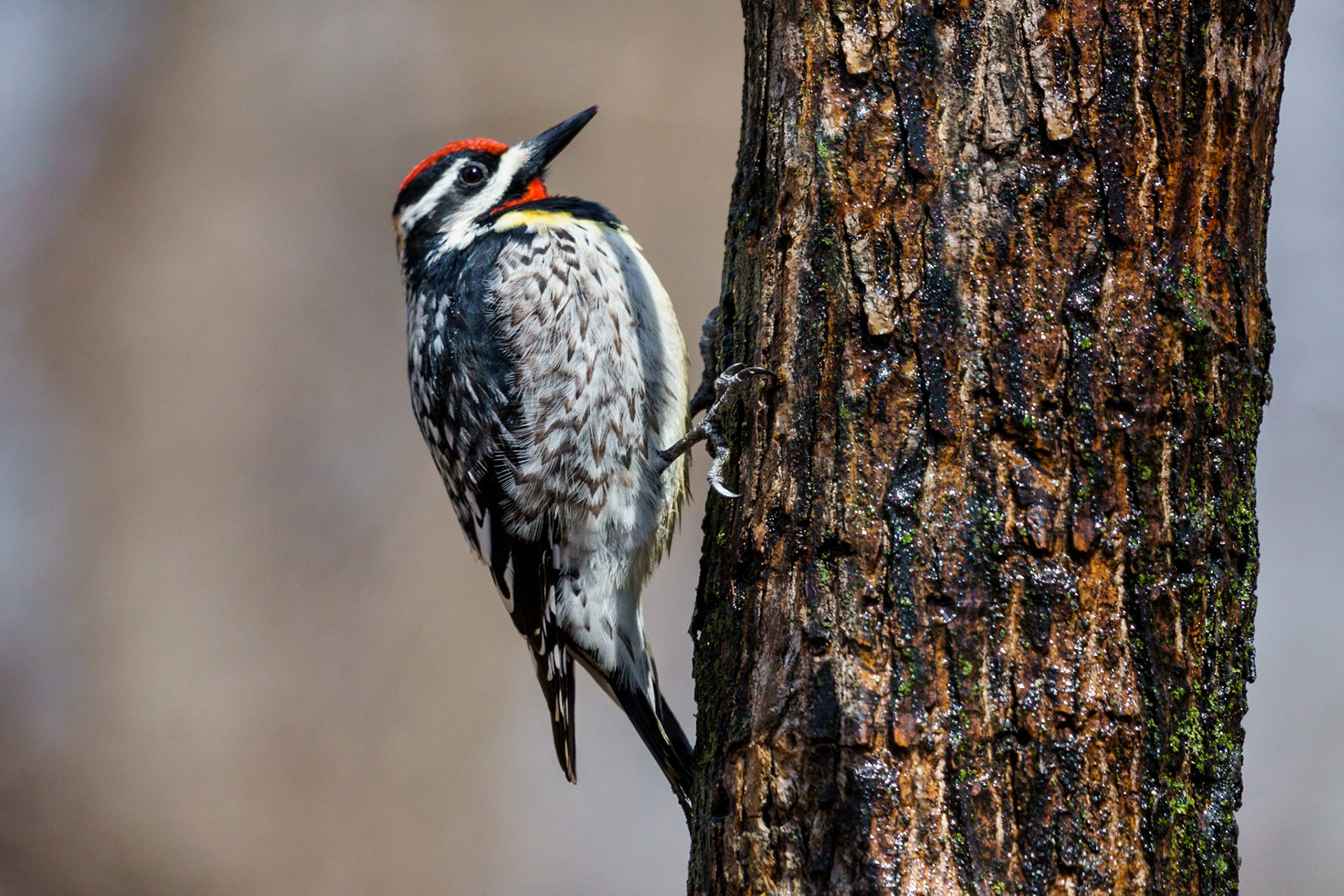 Yellow Bellied Sapsucker