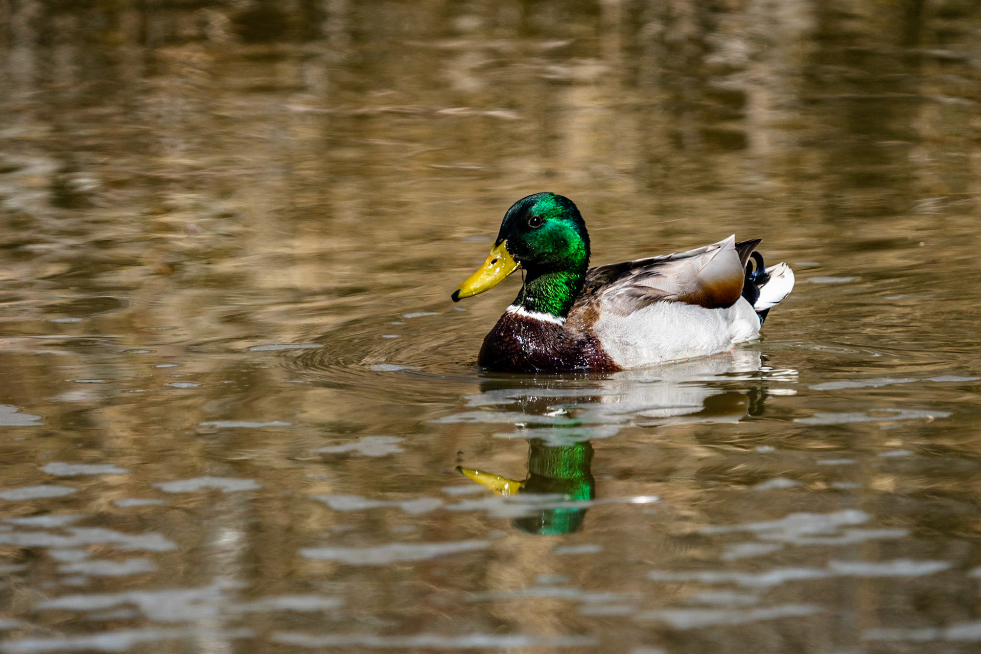 Mallard Duck