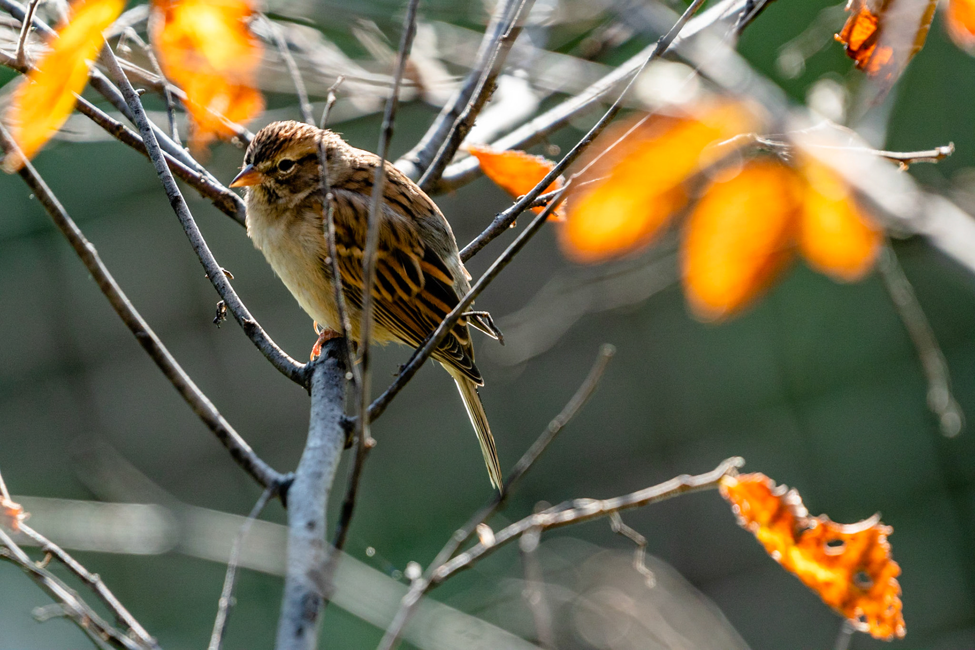 Chirping Sparrow