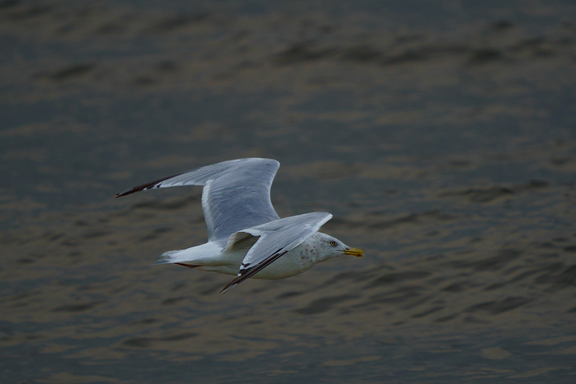 Herring Gull