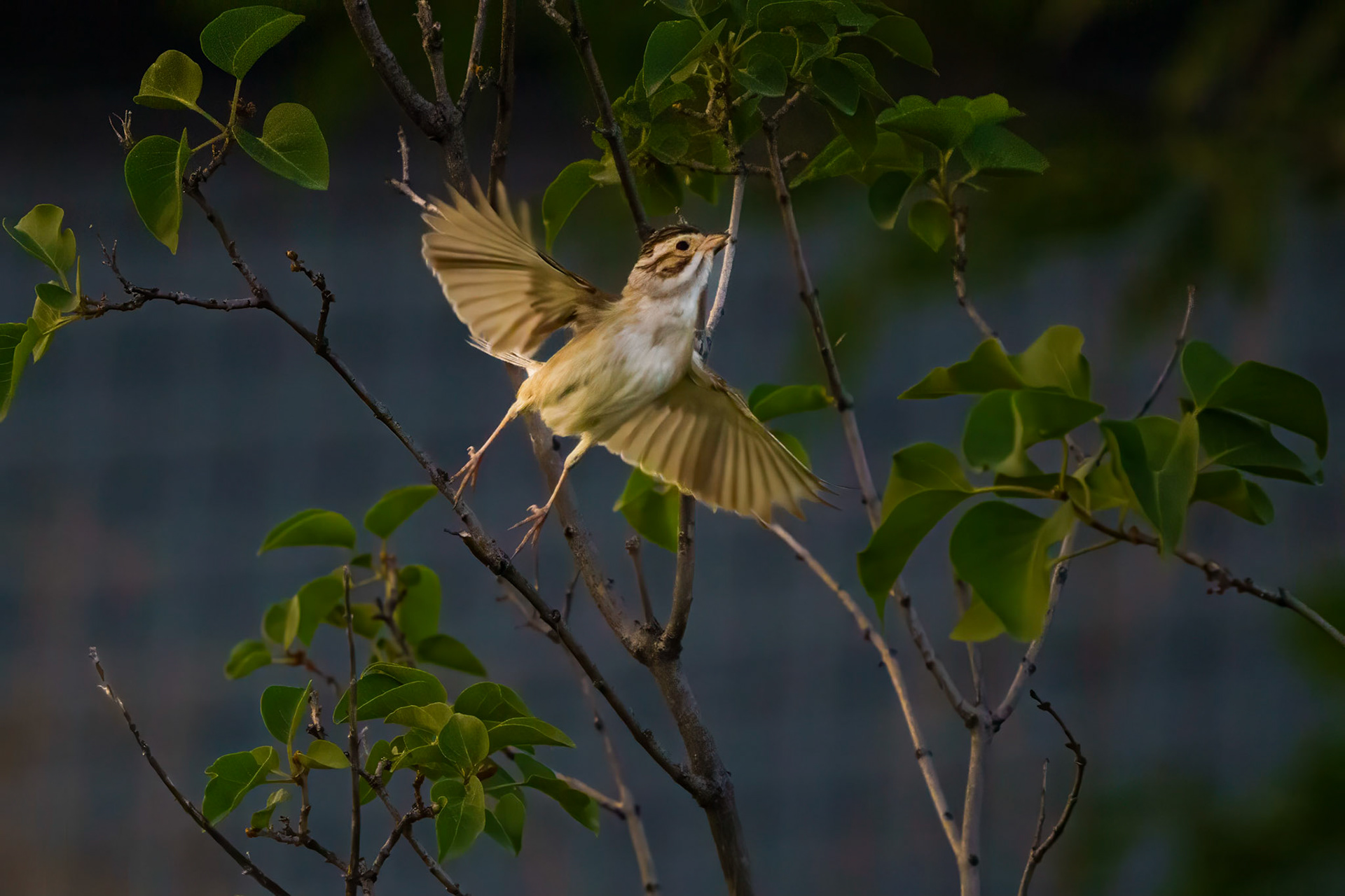 Clay Colored Sparrow