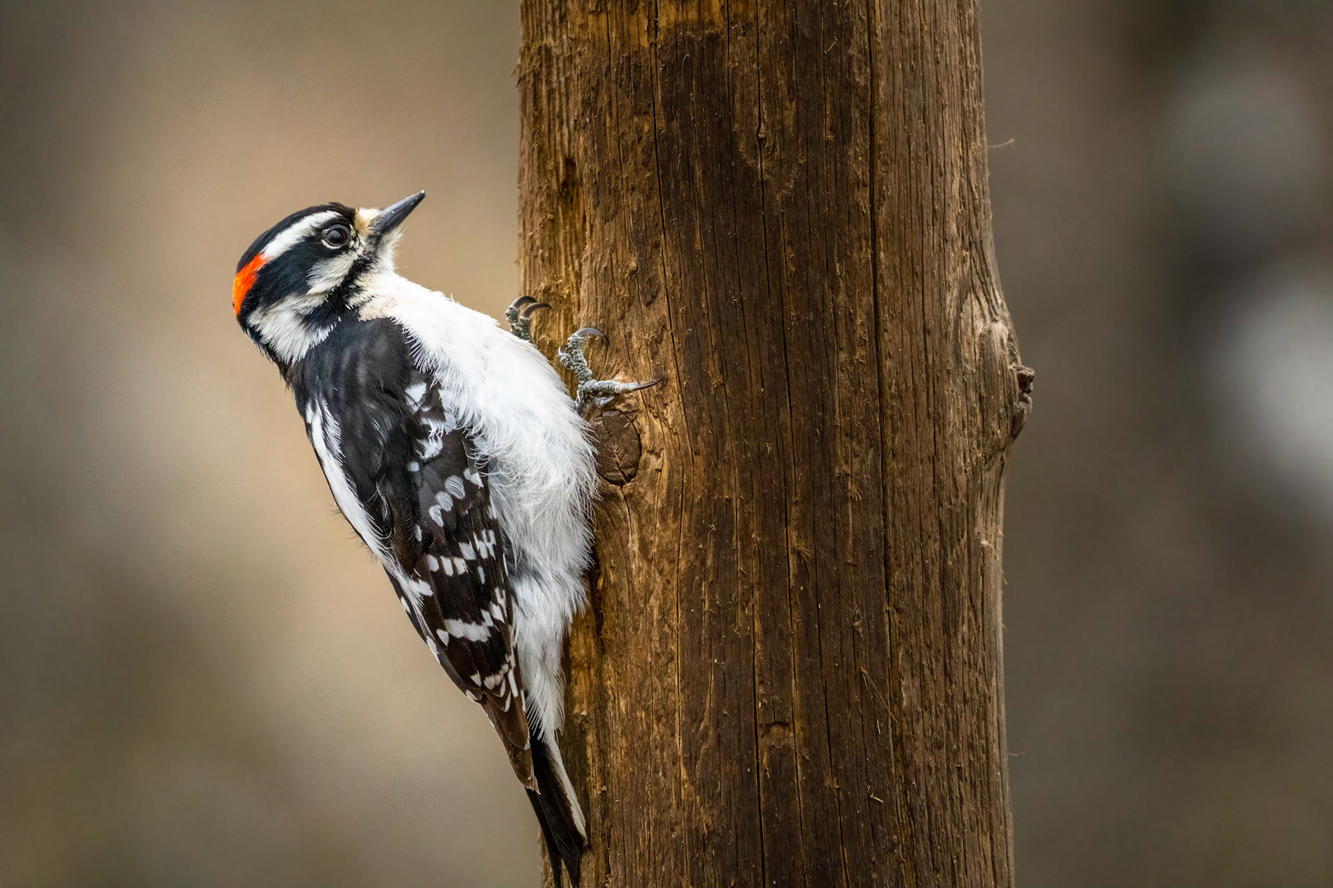 Downy Woodpecker