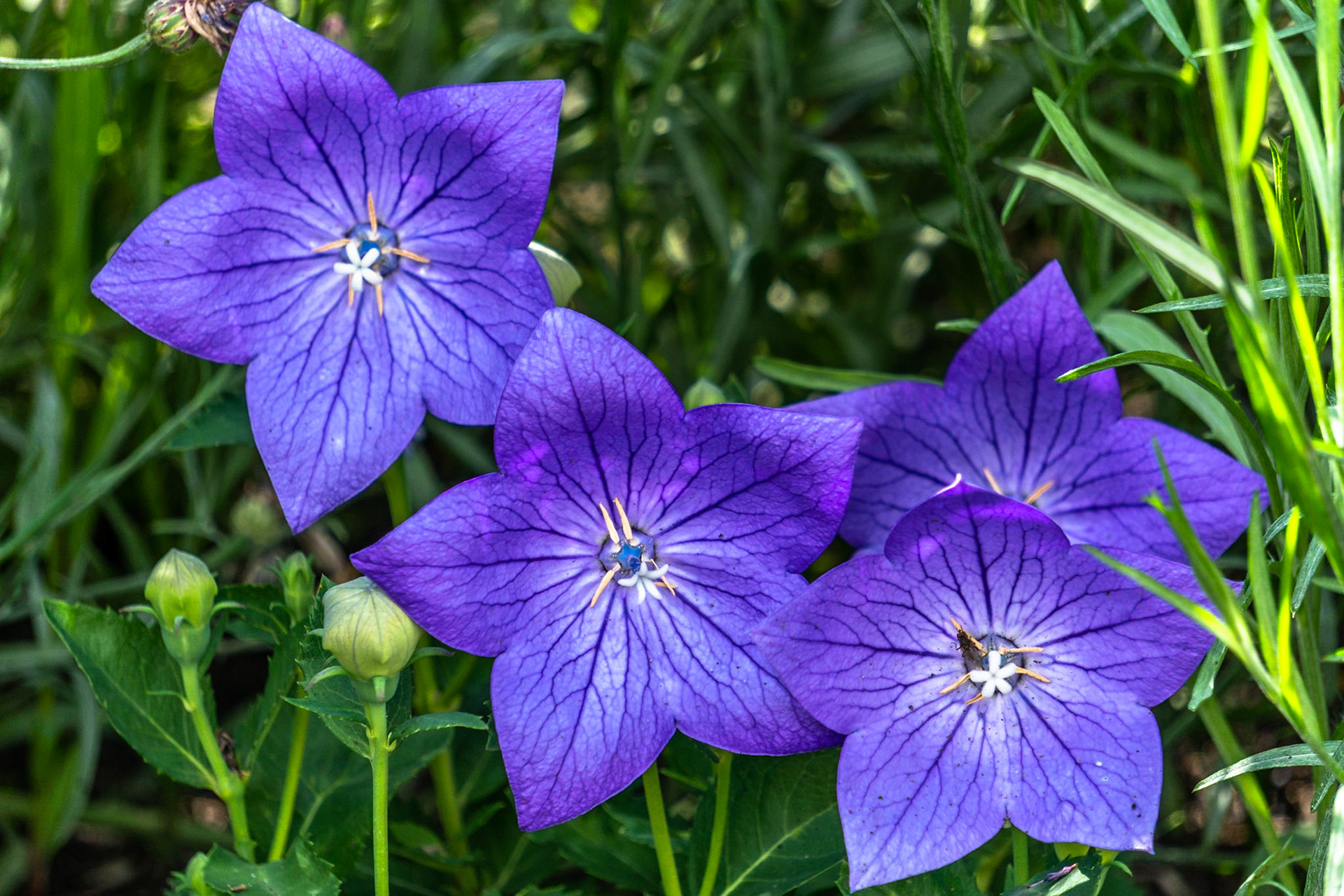 Balloon Flower