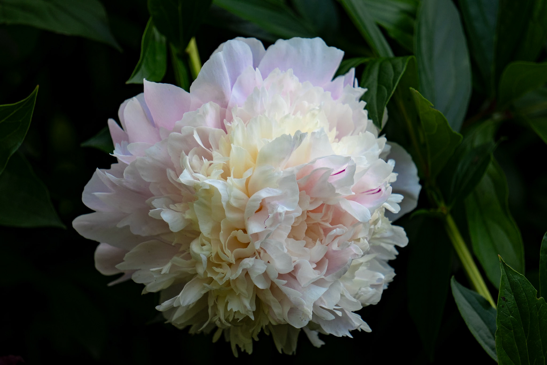 Peony