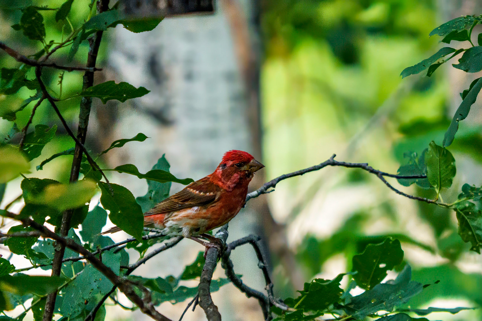 Purple Finch