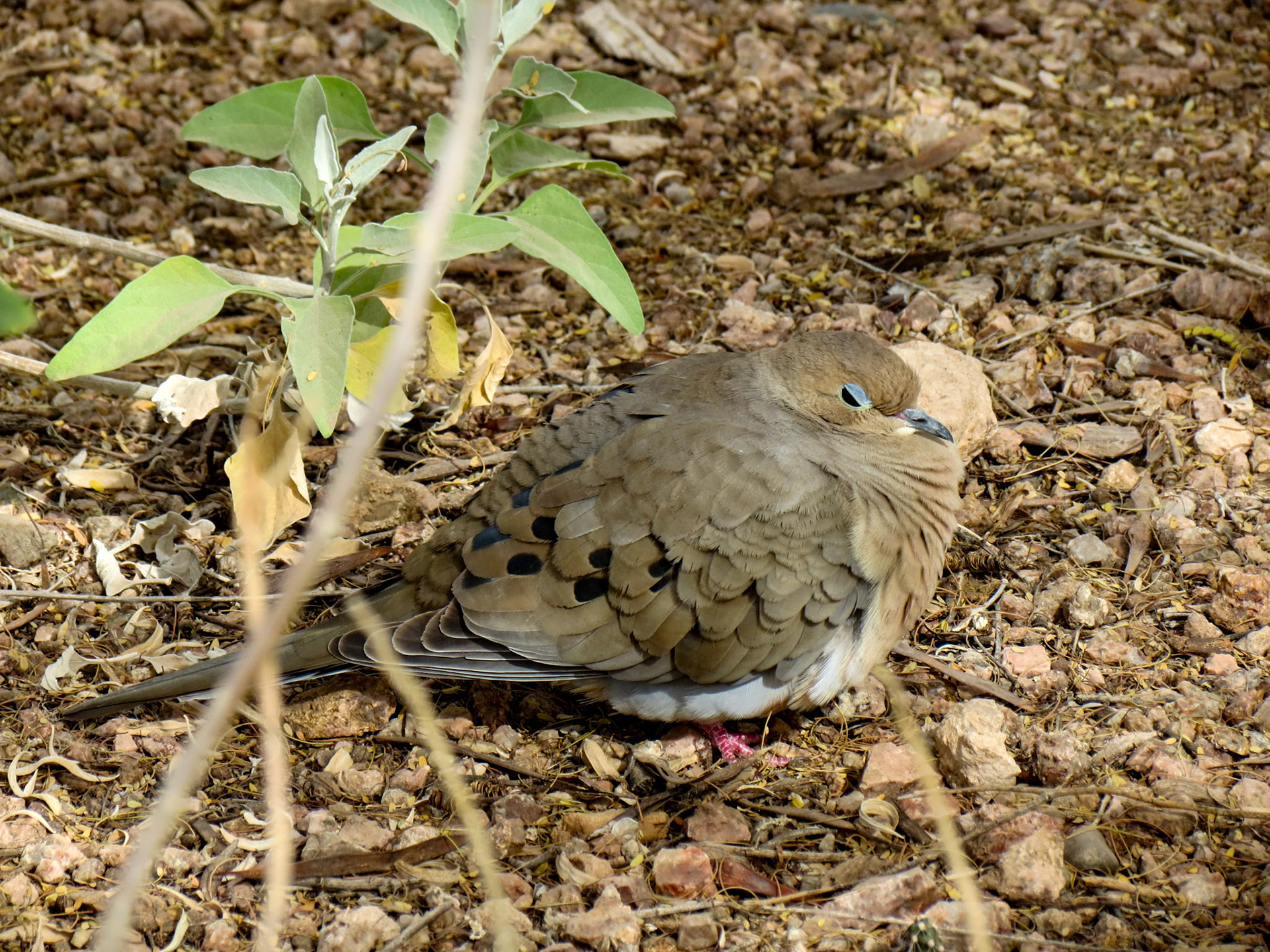 Mourning Dove
