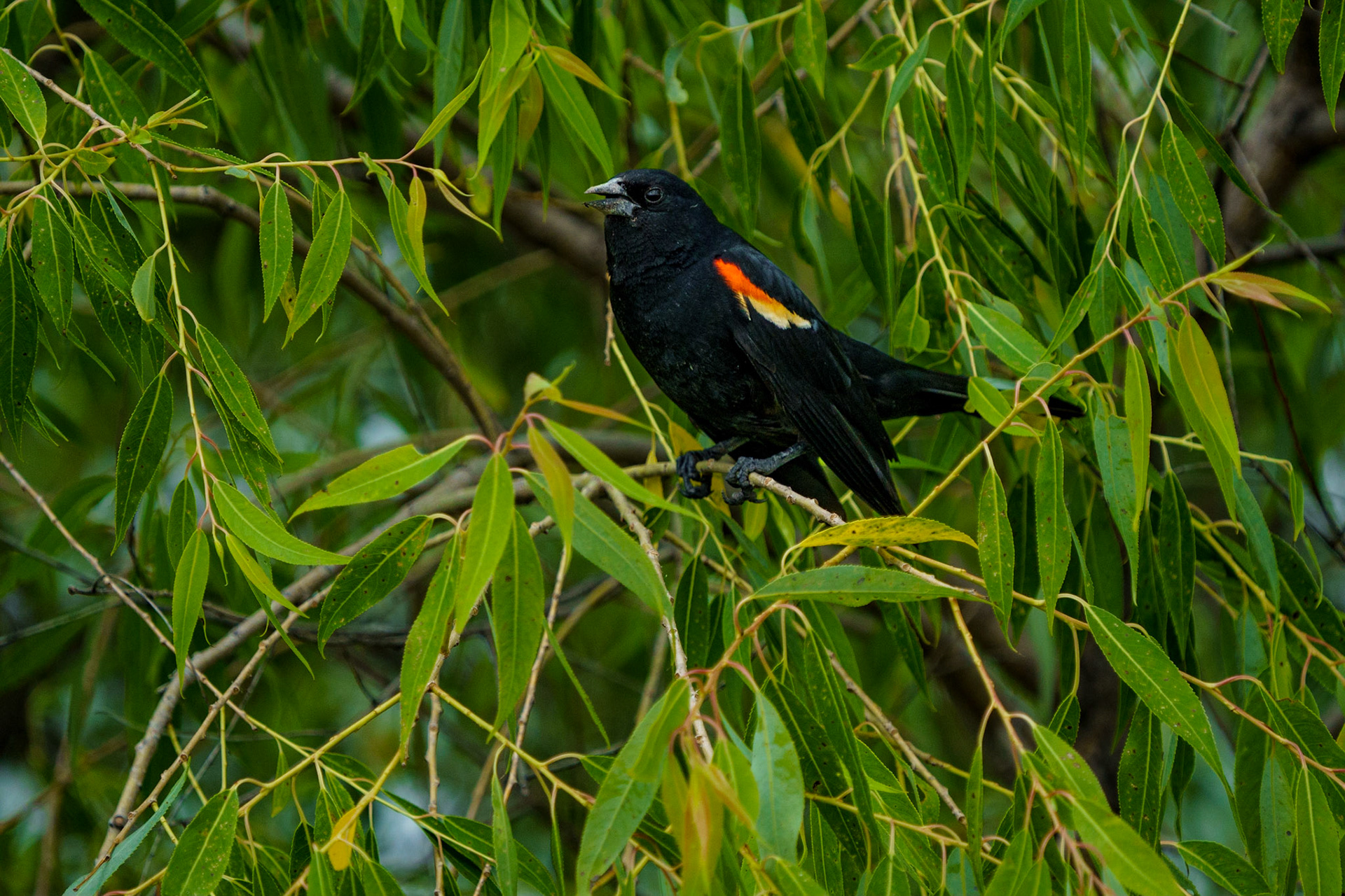 Redwing Blackbird