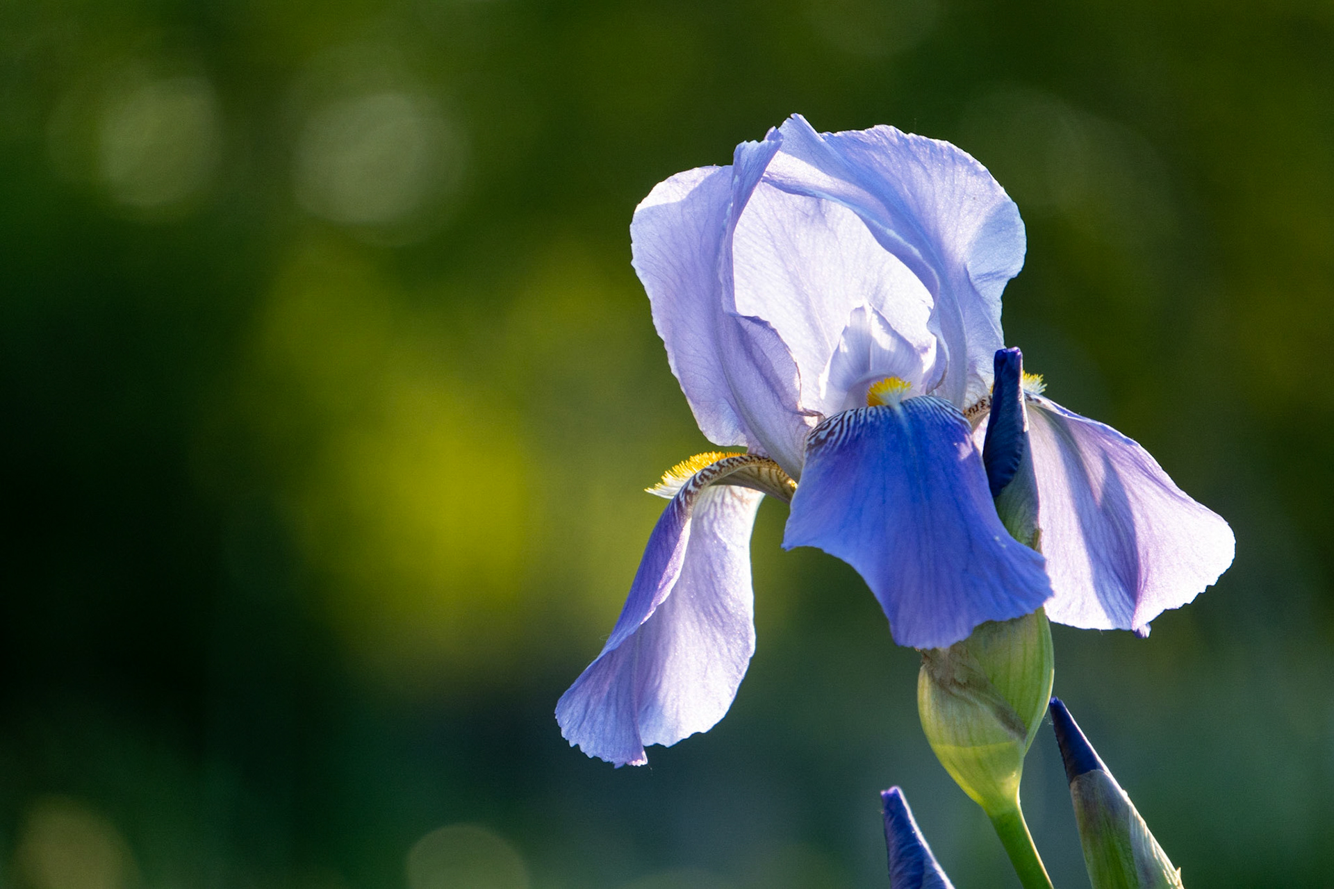 Lavender Iris