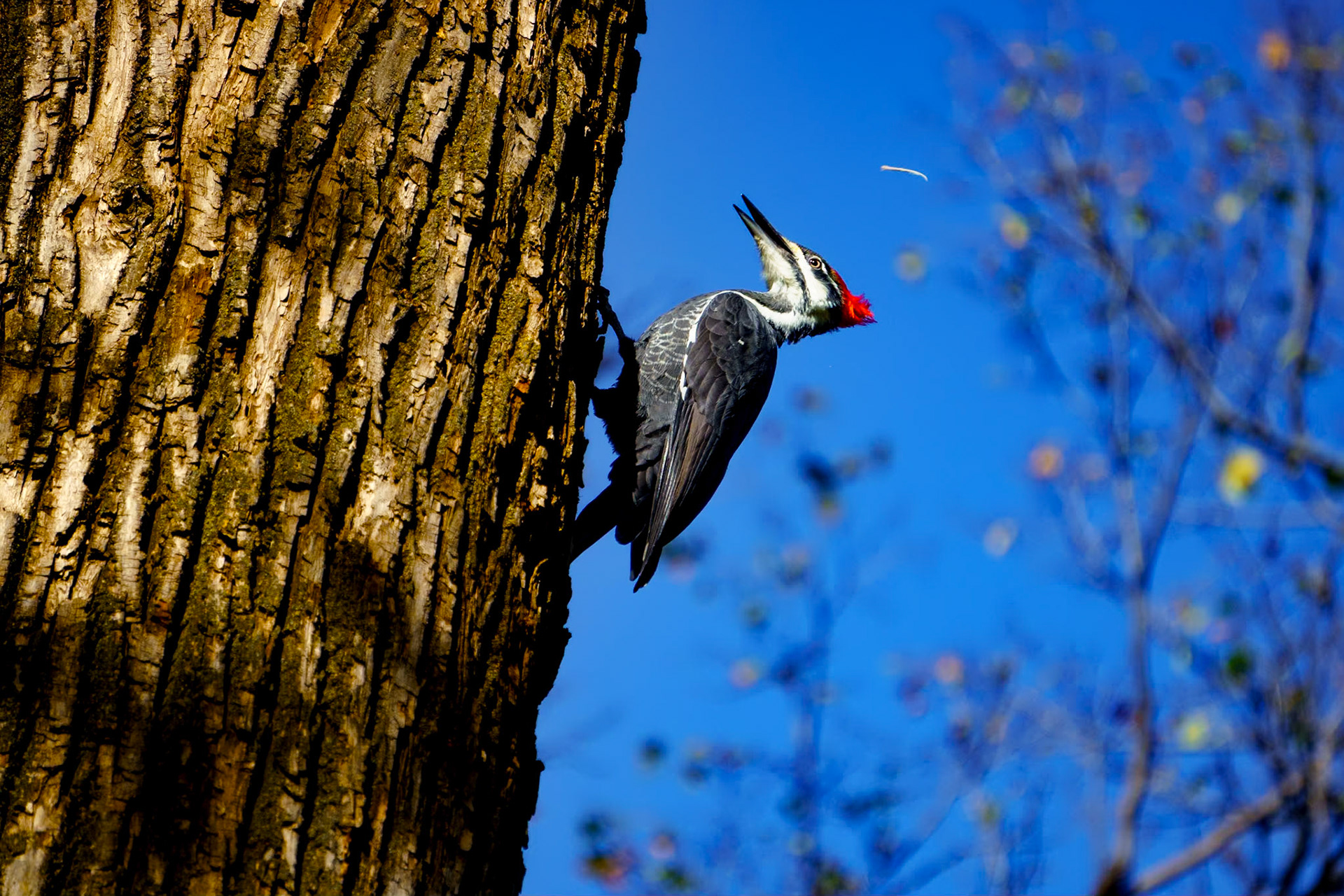 Pileated Woodpecker thowing a piece of tree away