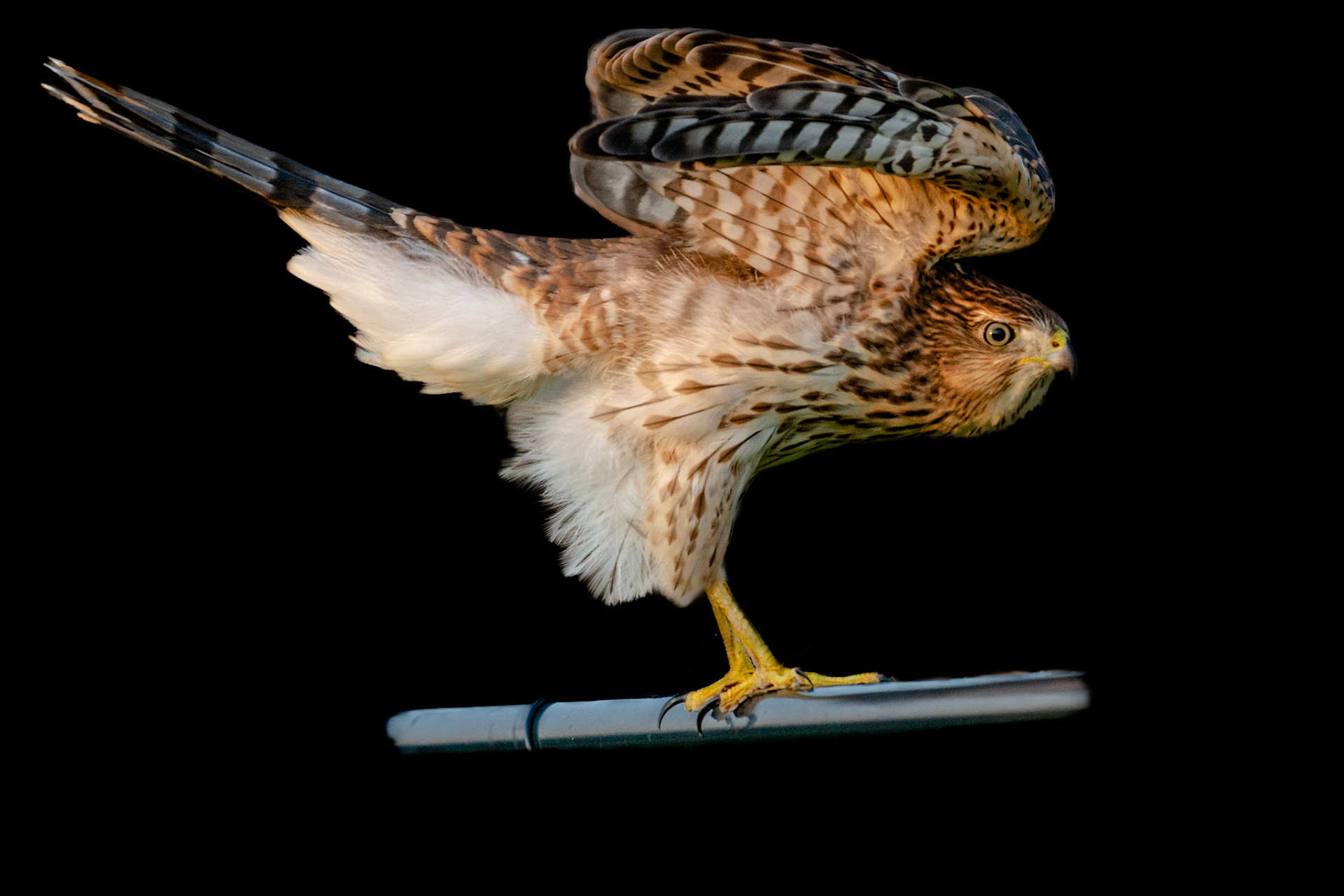 Coopers Hawk
