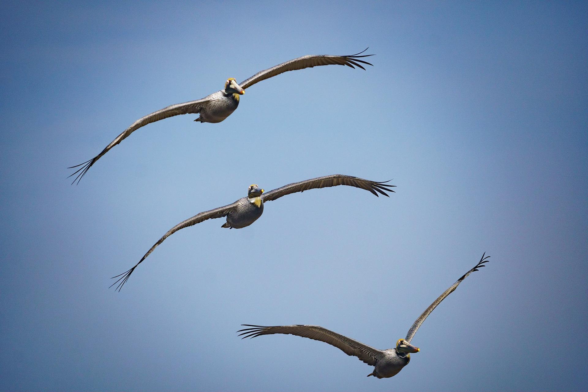 Brown Pelican