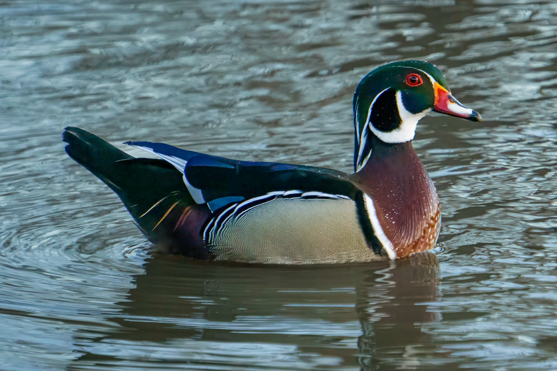 Wood Duck