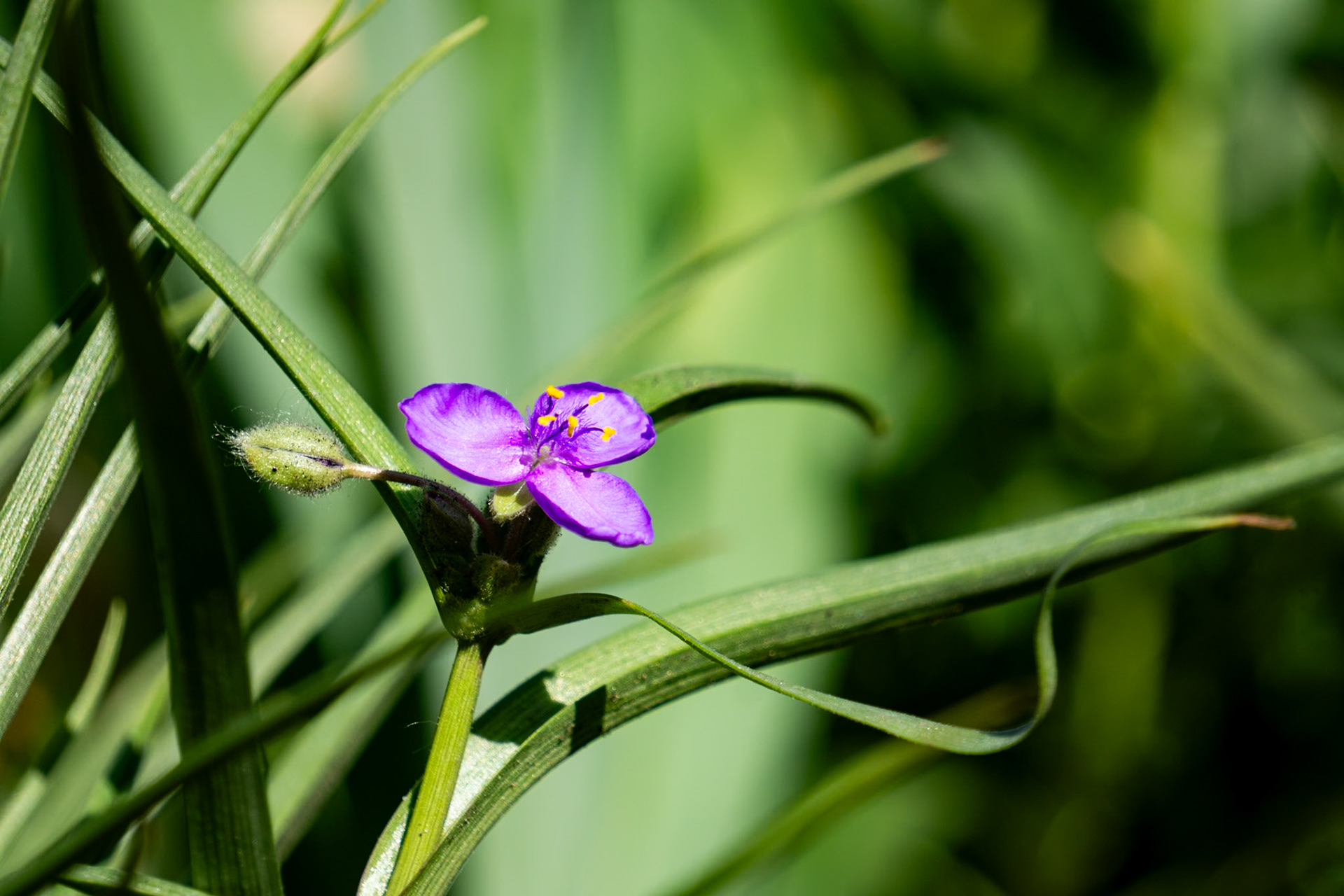 Spiderwort