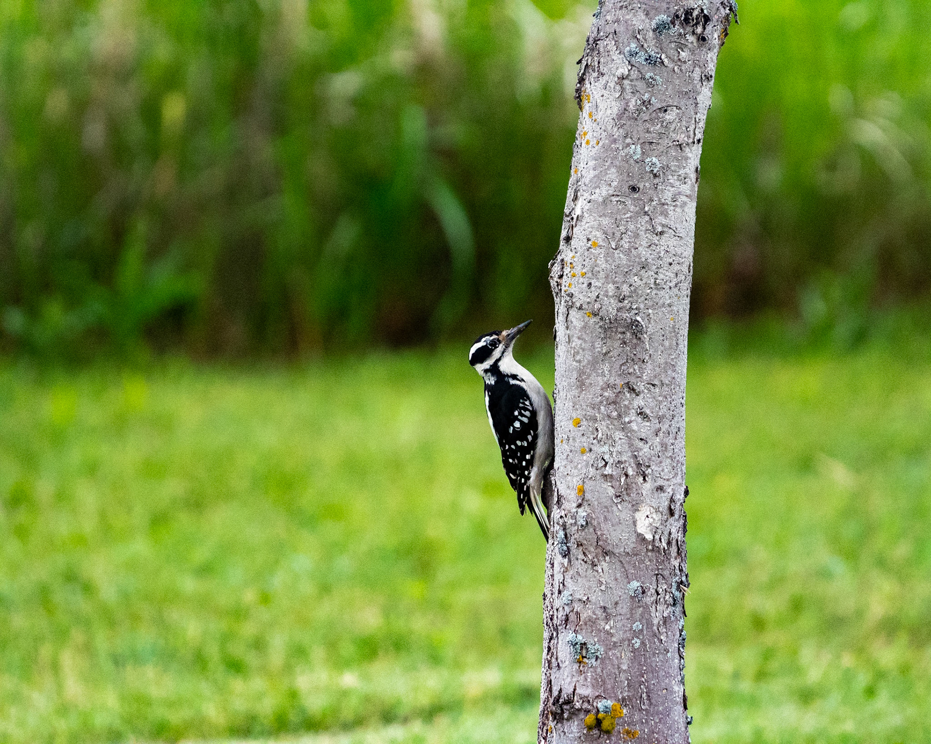 Hairy Woodpecker