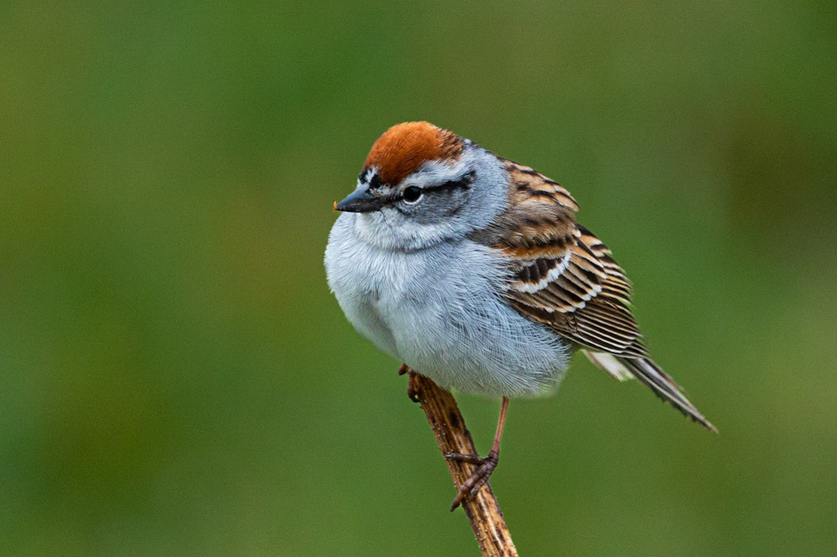 Chipping Sparrow