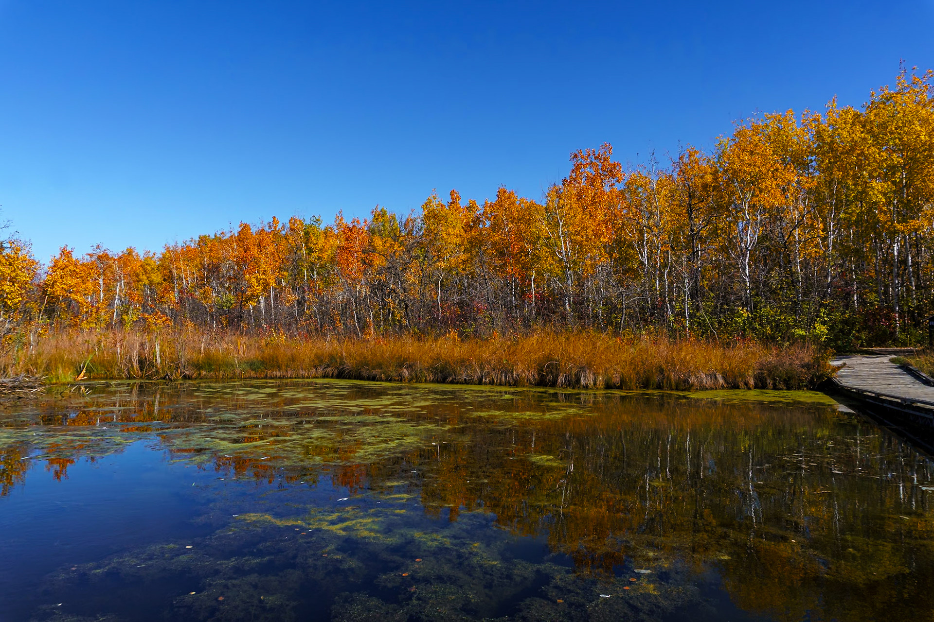 Fall at Fort Whyte Centre