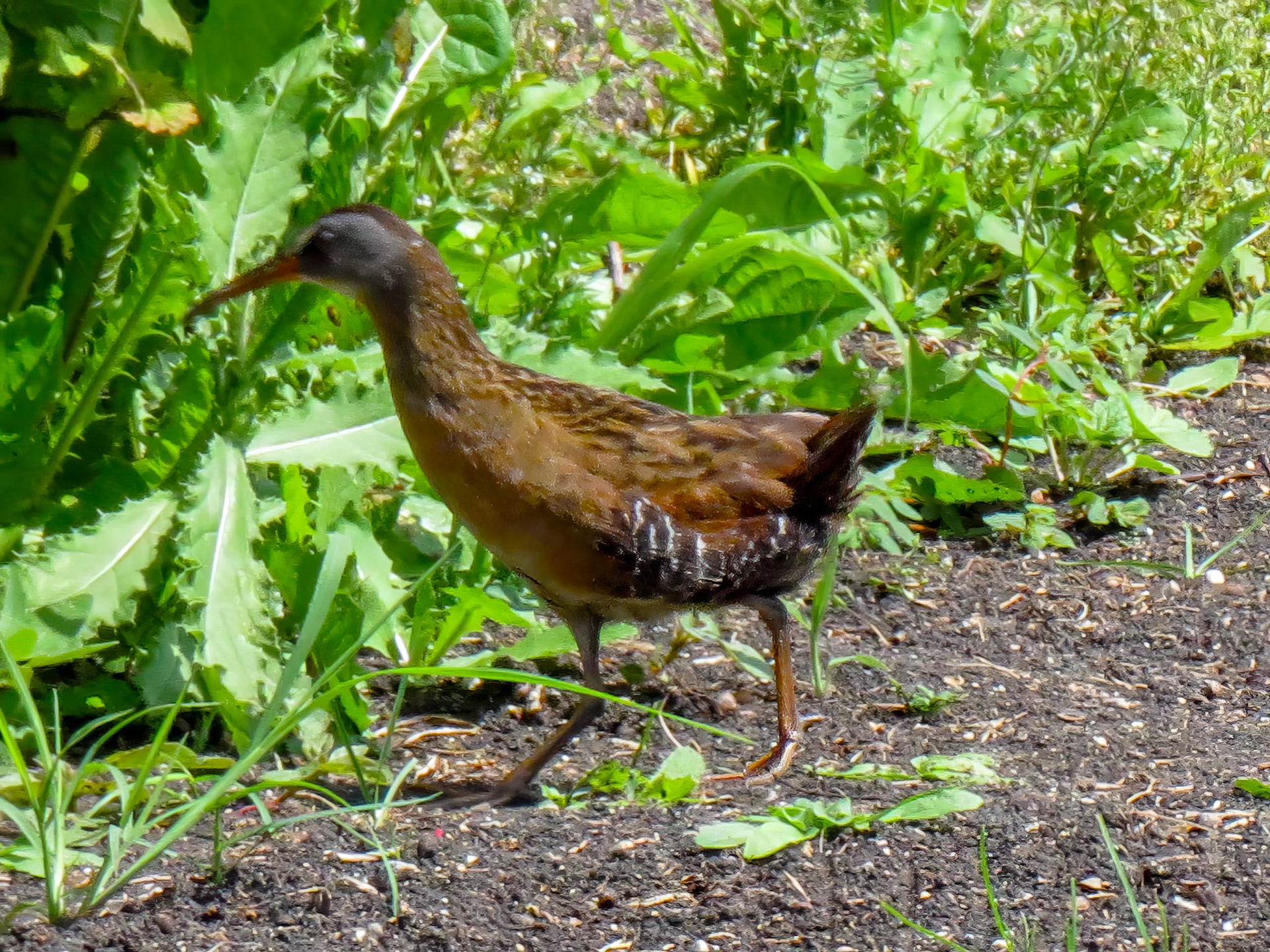 Virginia Rail