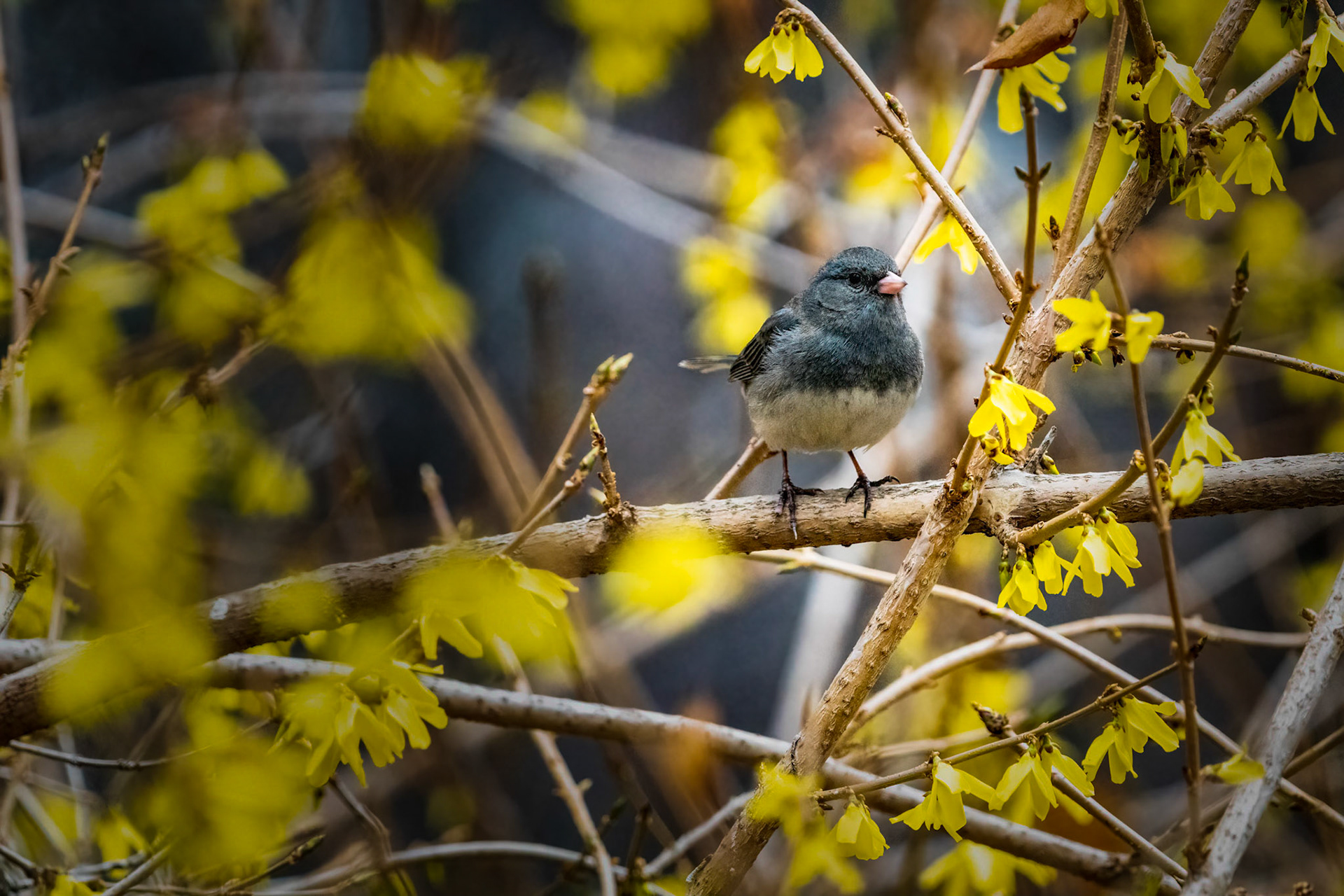 Gray Junco