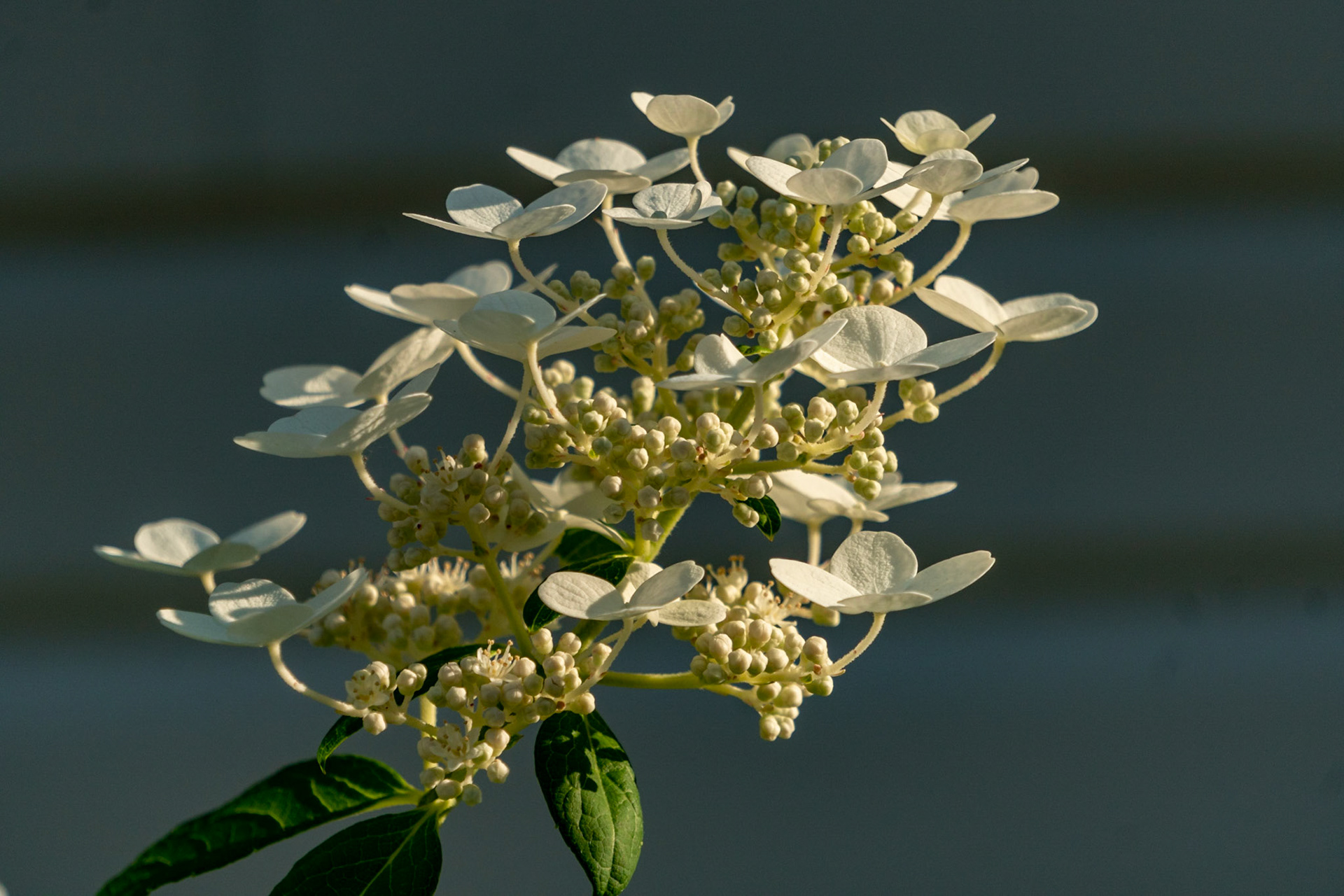 White Flower
