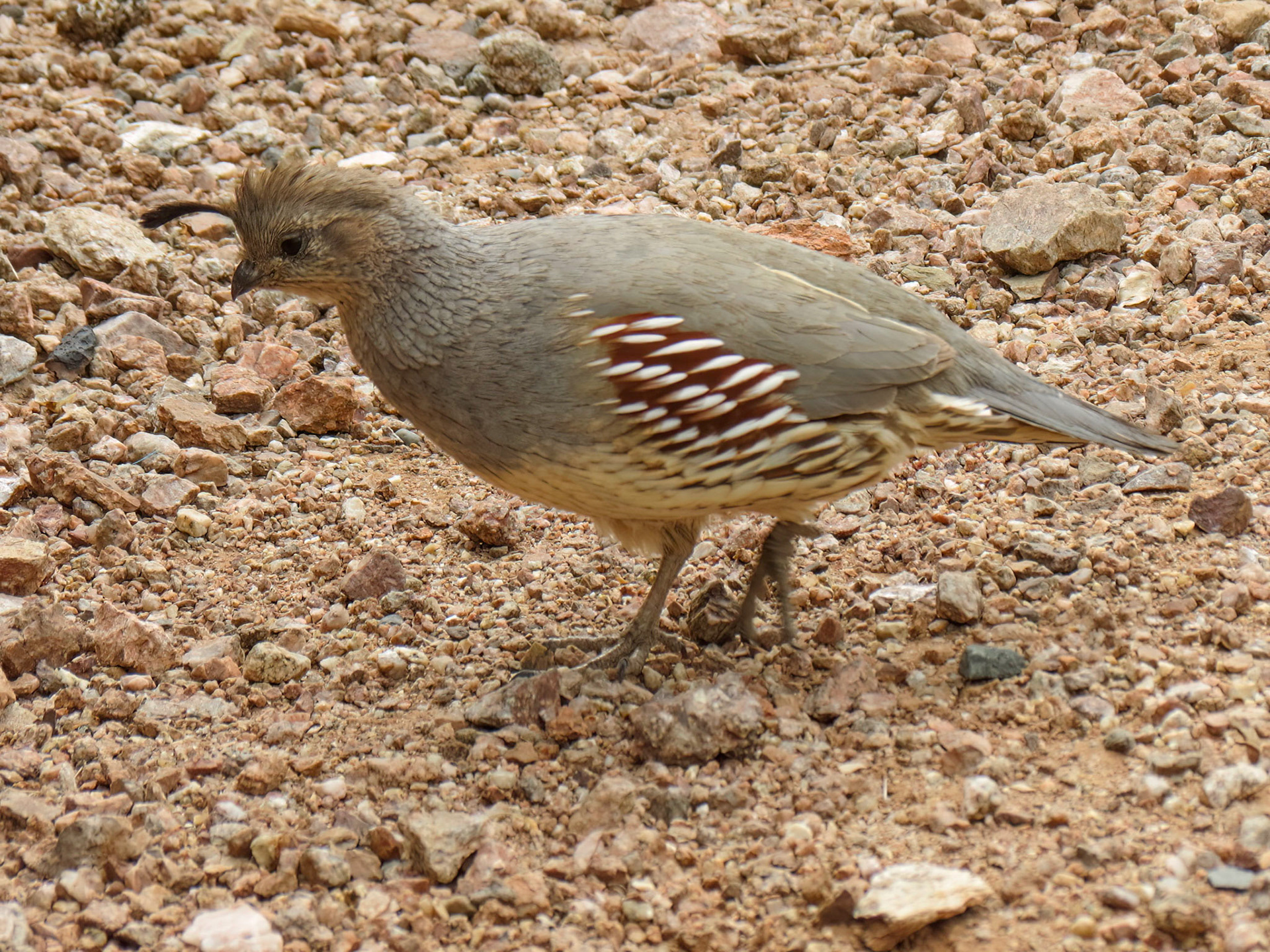 Gambel's Quail