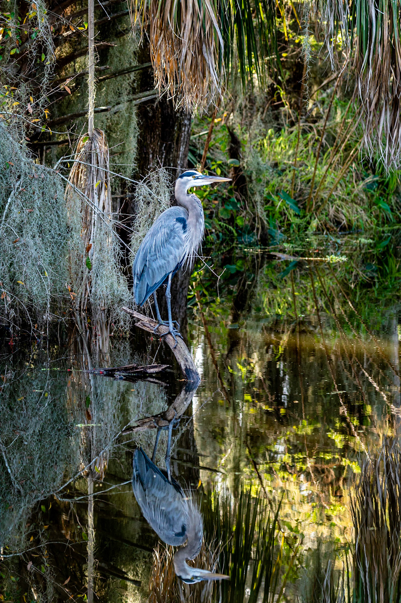 Blue Heron