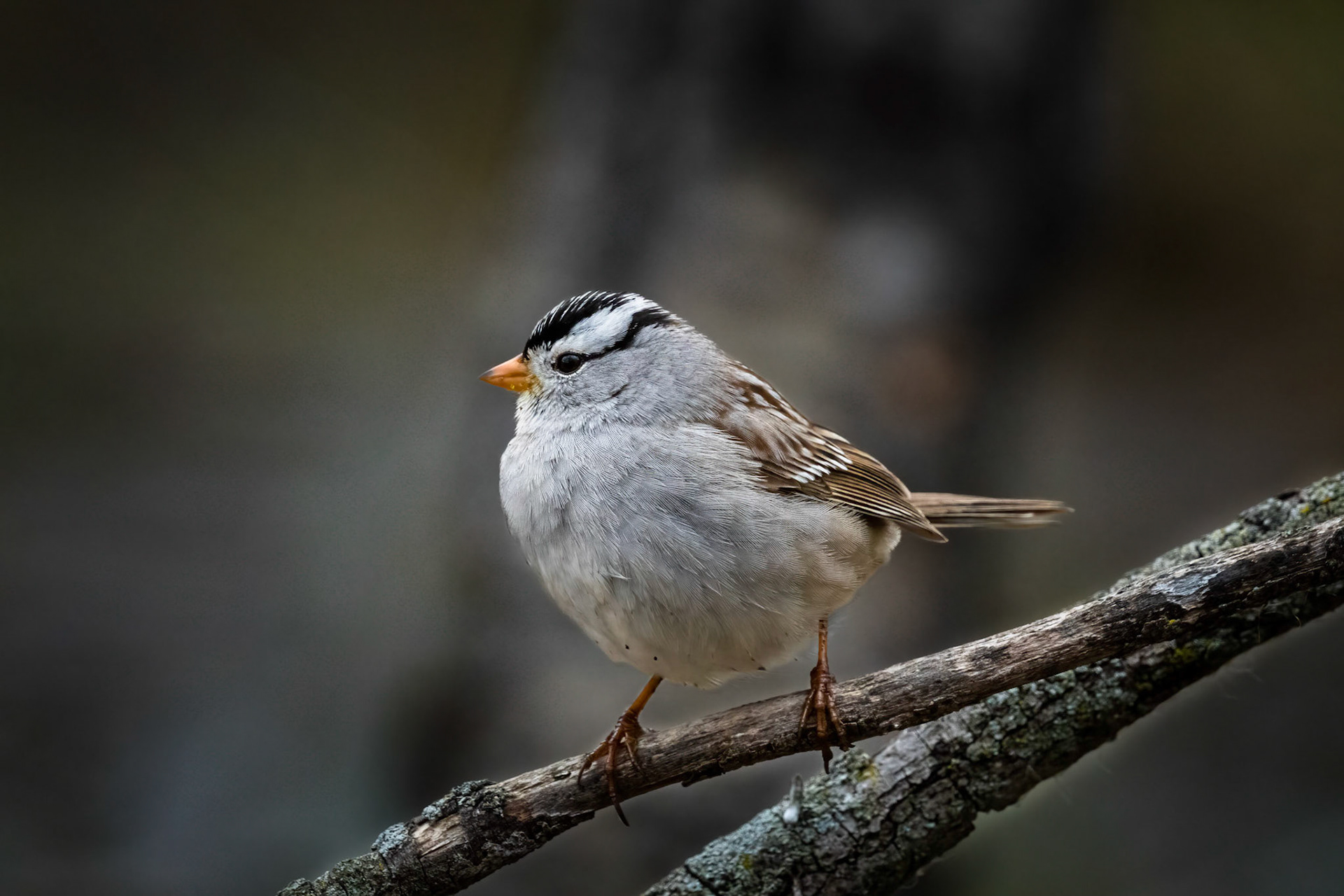 White-Crowned Sparrow