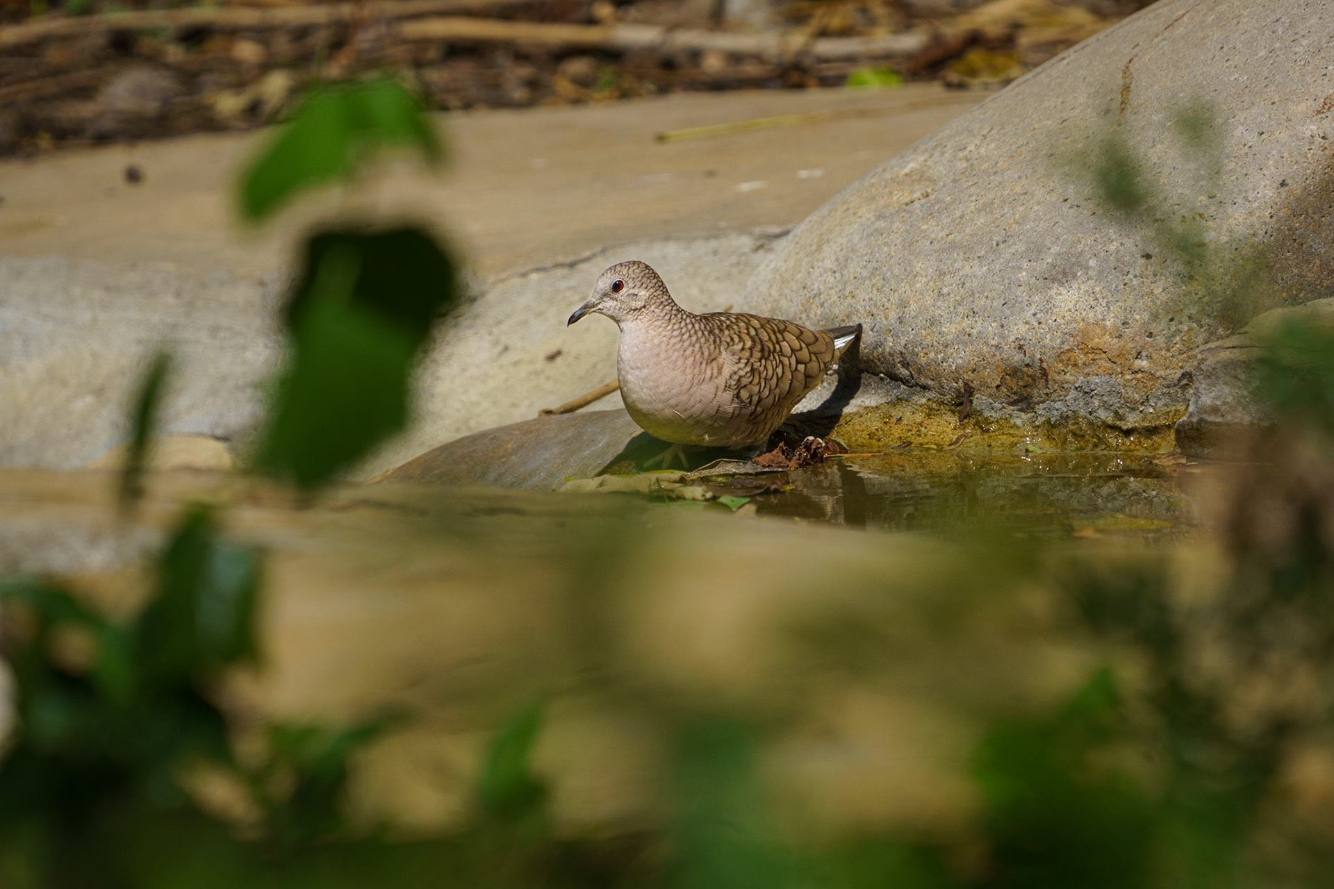 Common Ground Dove