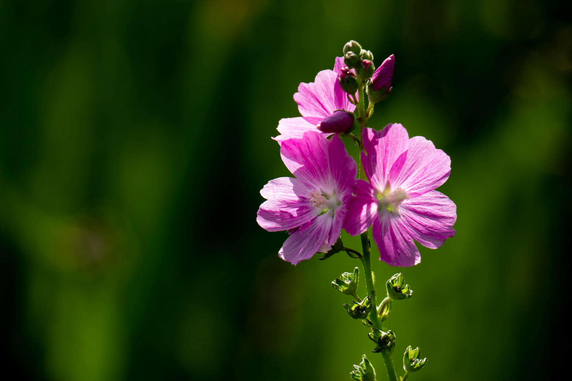 Hollyhock