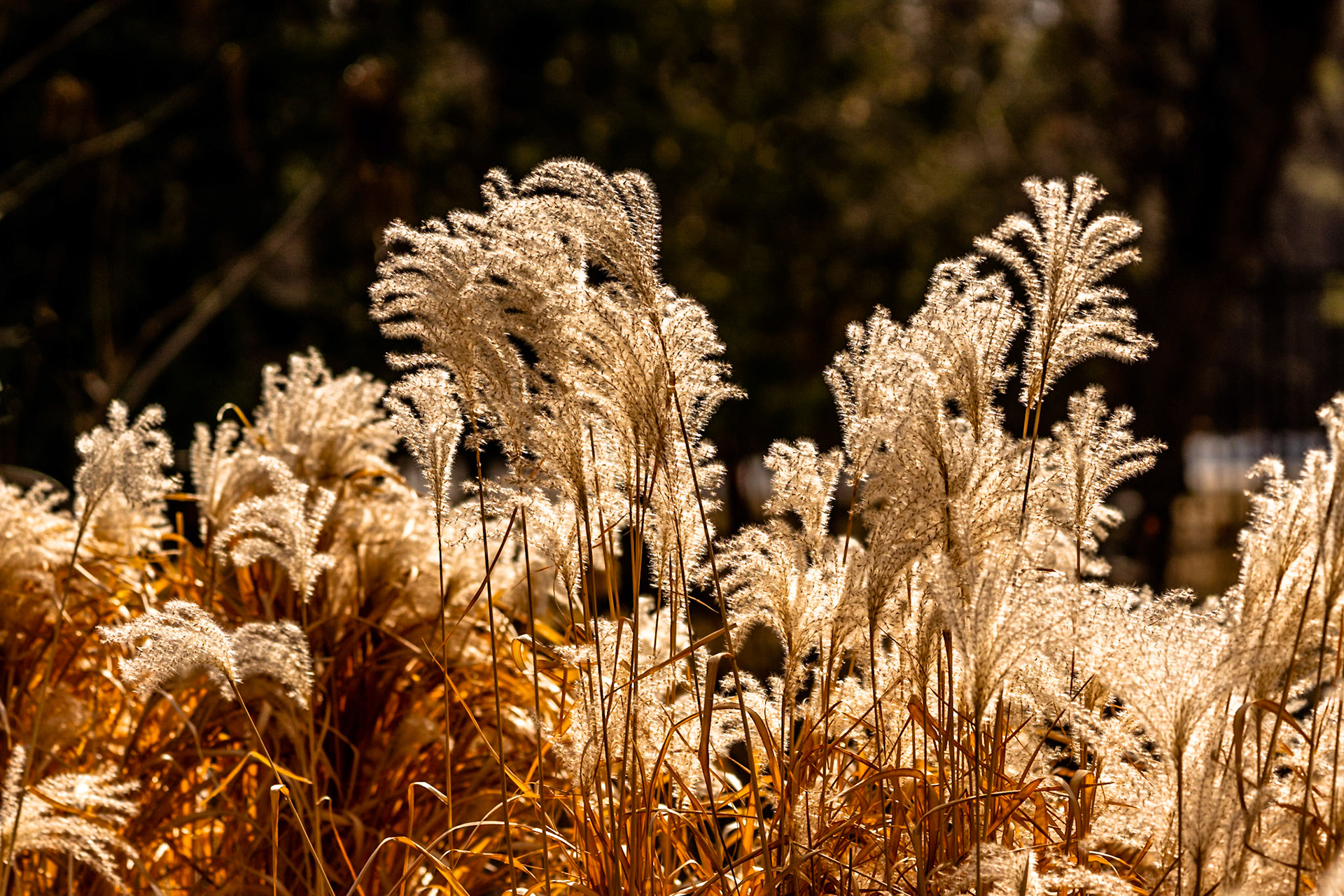 Grass  at Sunset