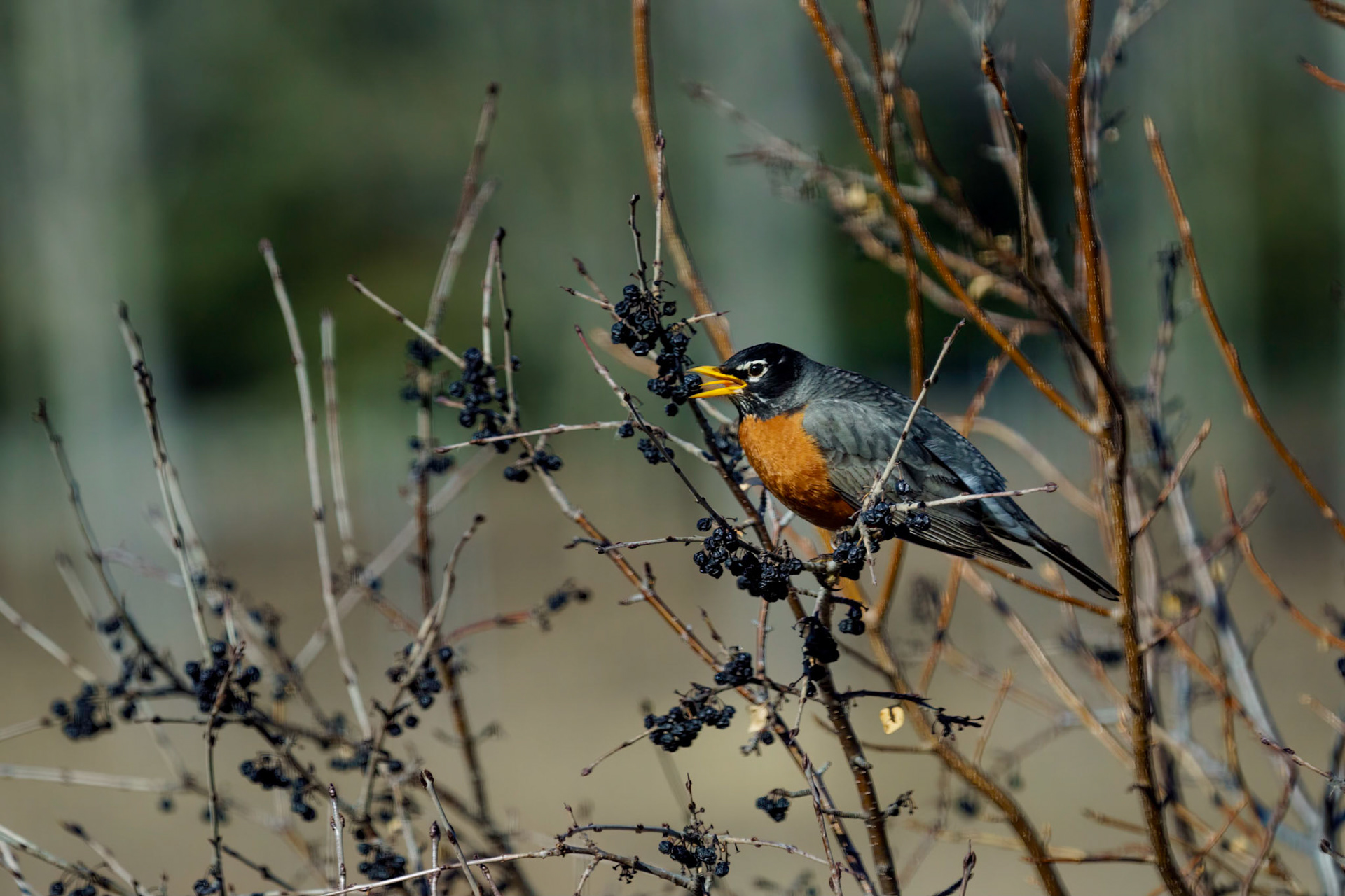 American Robin