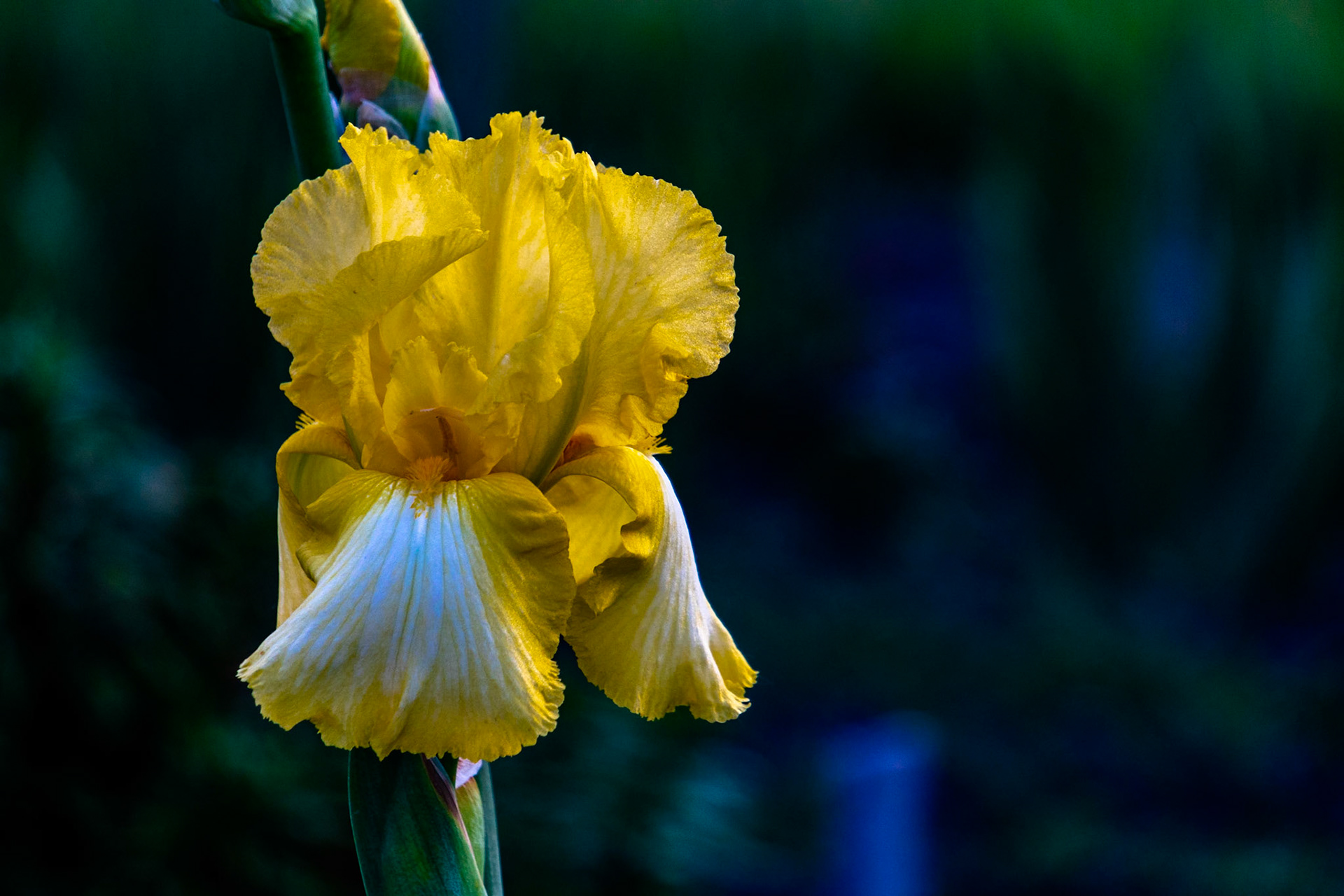 Iris
