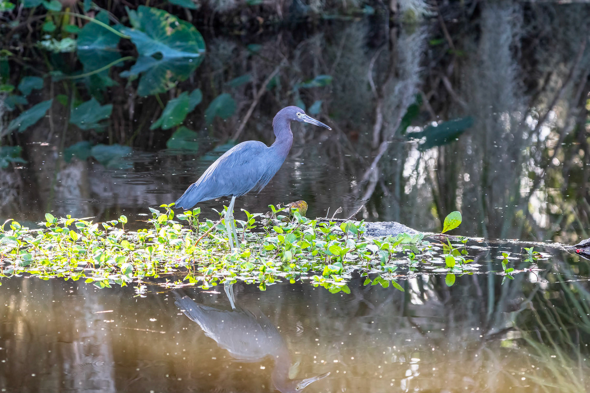 Little Blue Heron