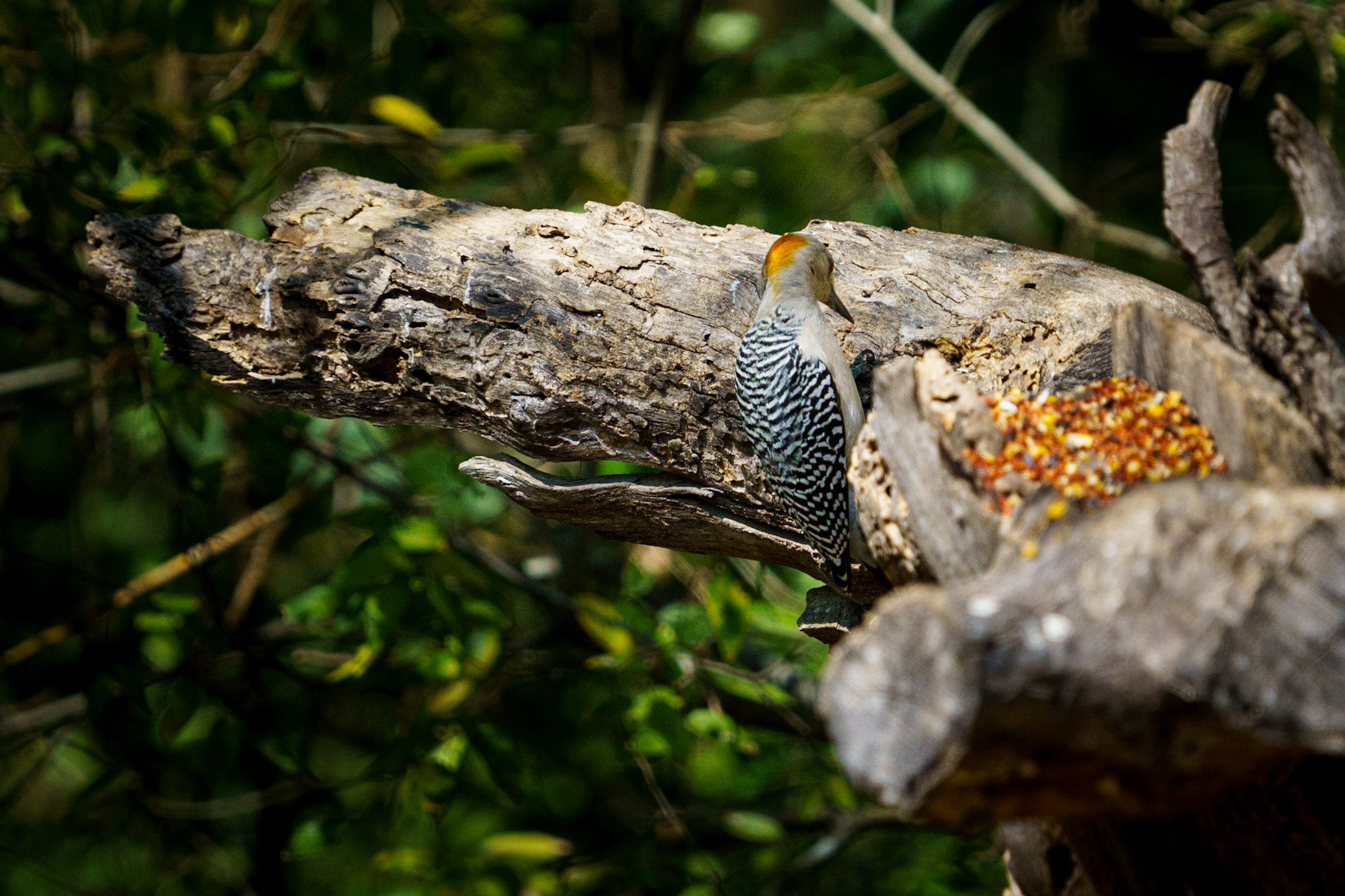Gold-fronted Woodpecker