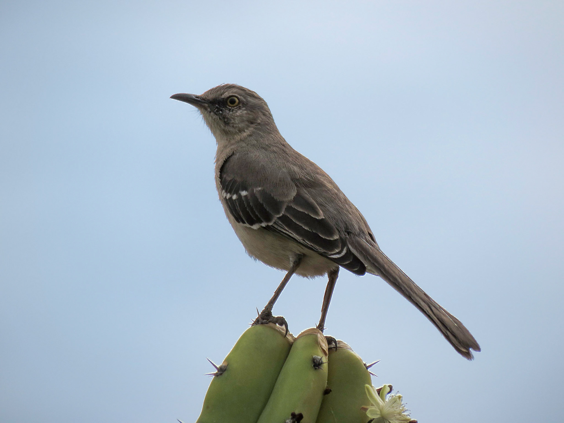 Mockingbird