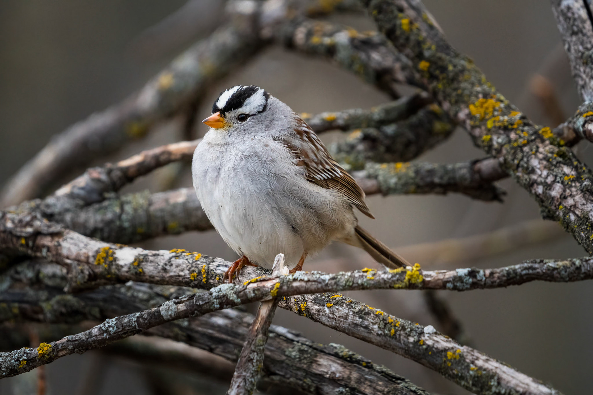 White-crowned Sparrow