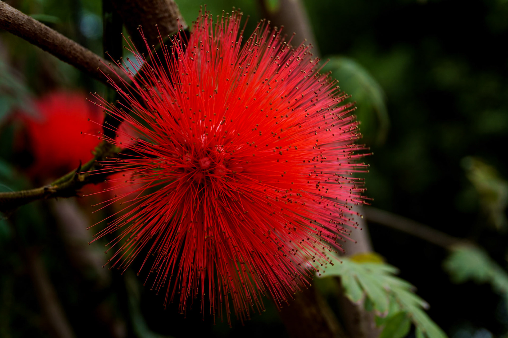 Flower botanical gardens