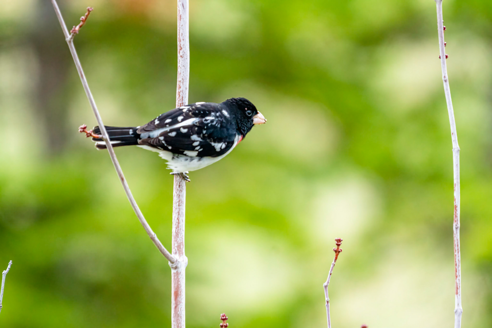 Rose Breasted Grosbeak