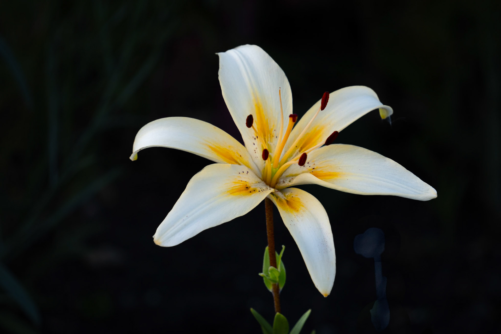 Lily