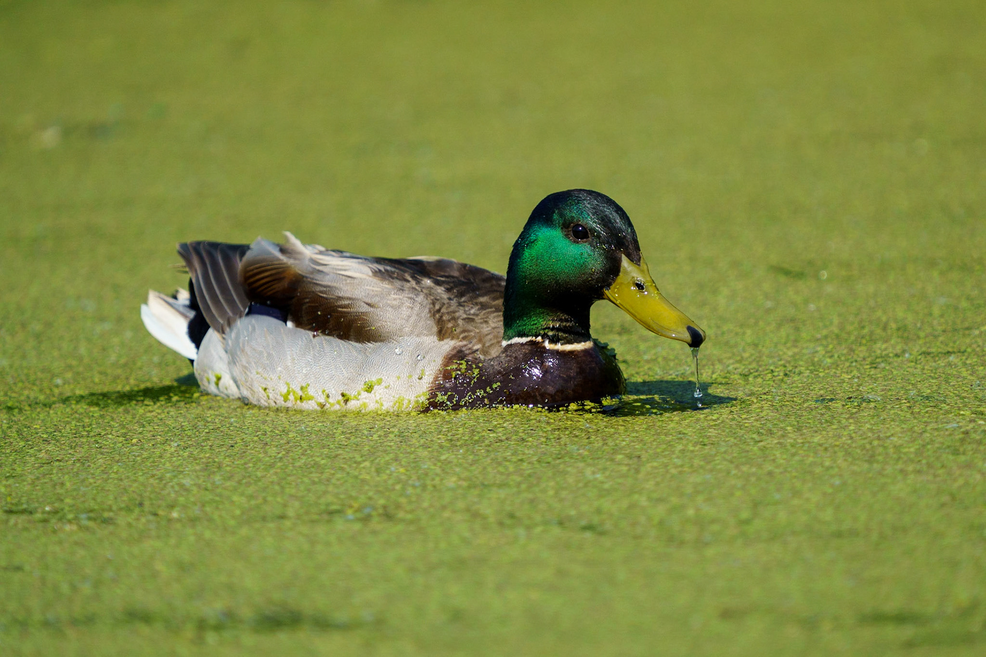 Mallard Duck