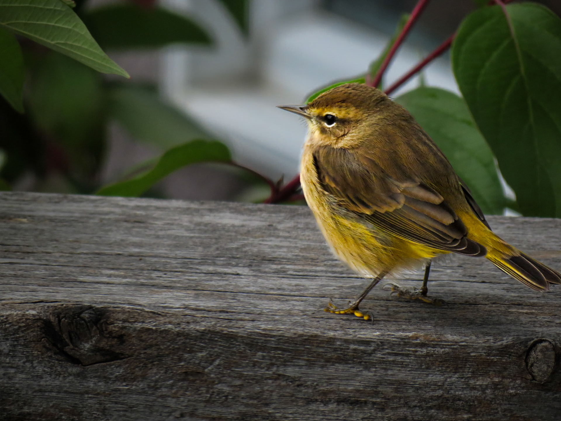 Golden-Crowned Kinglet