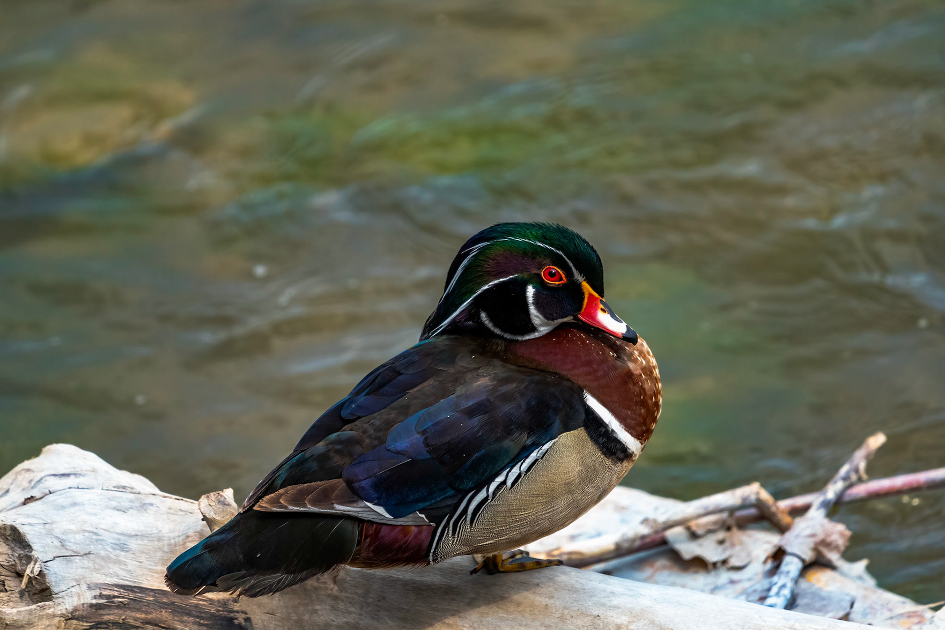 Wood Duck