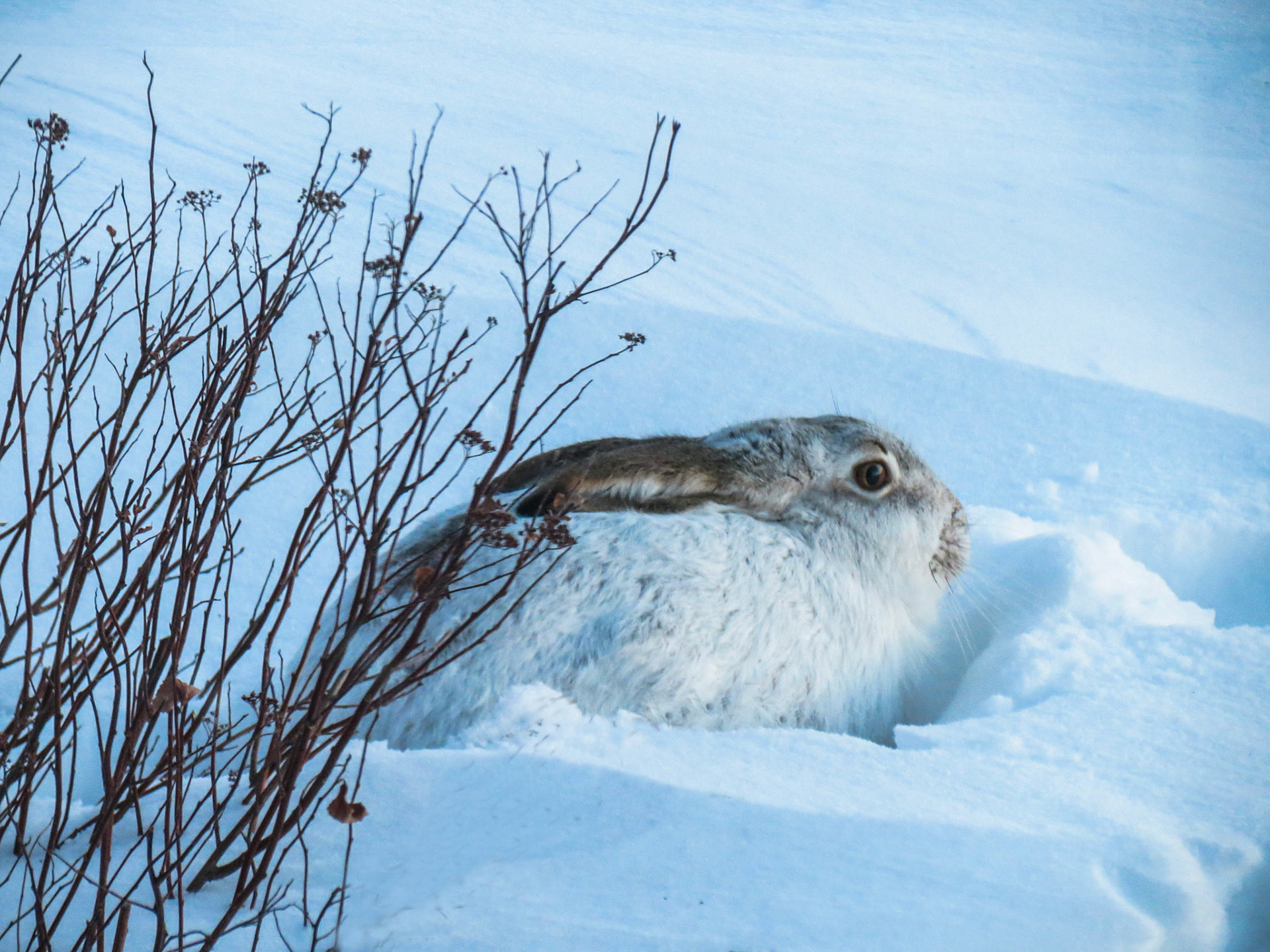 Jack Rabbit in HIding