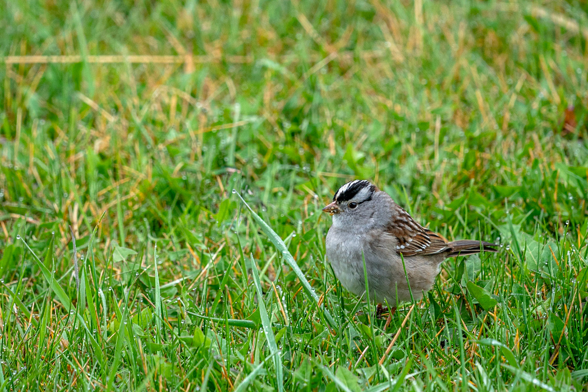 White Crowned Sparrow