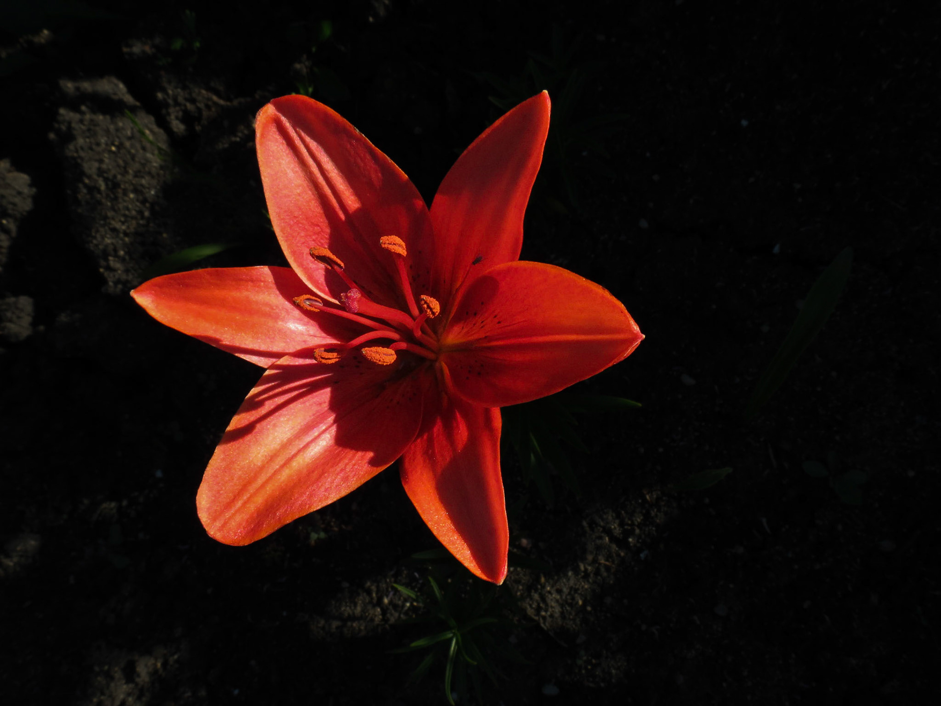 Red Lily