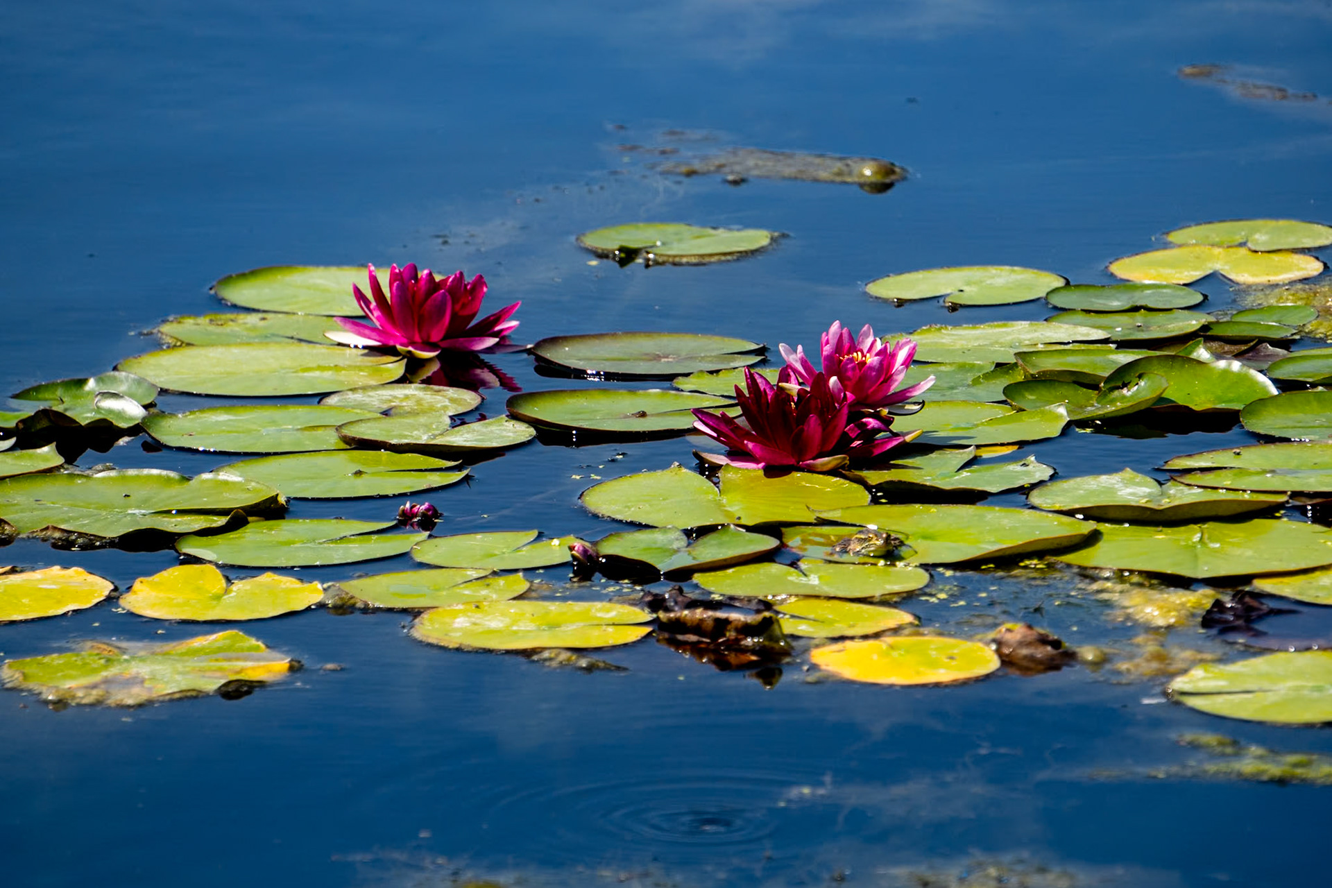 Water Lily