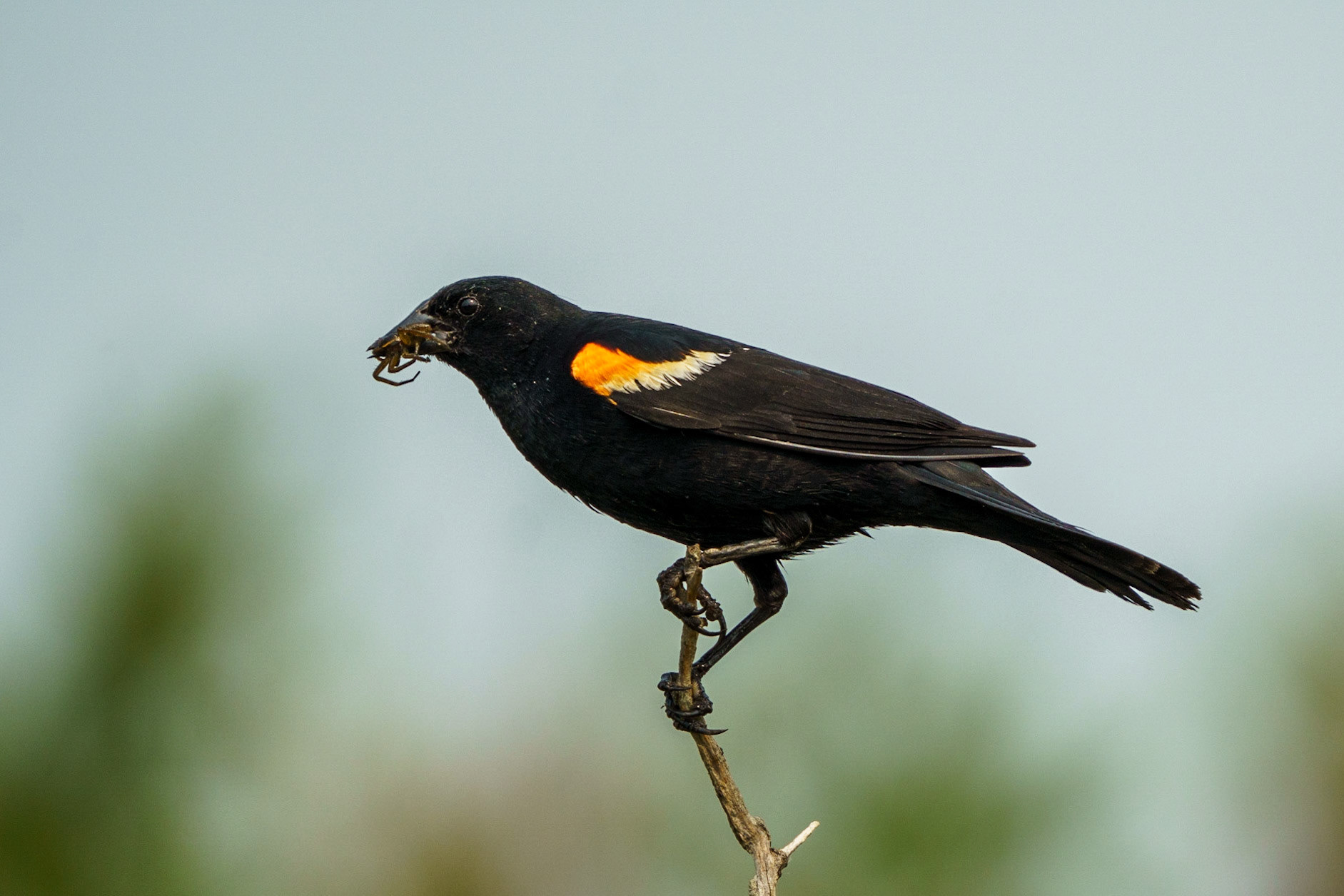 Redwing Blackbird
