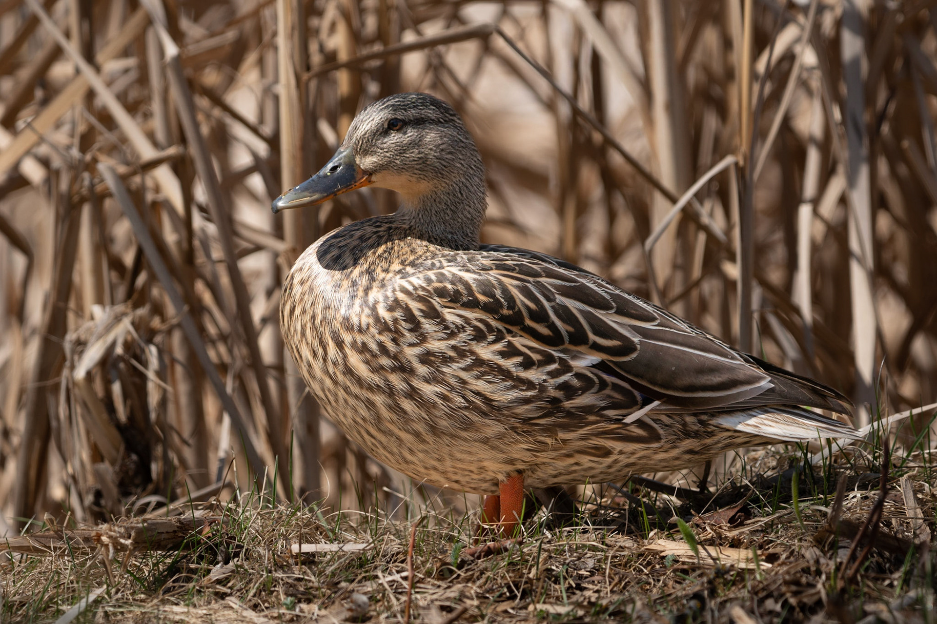 Mallard Duck